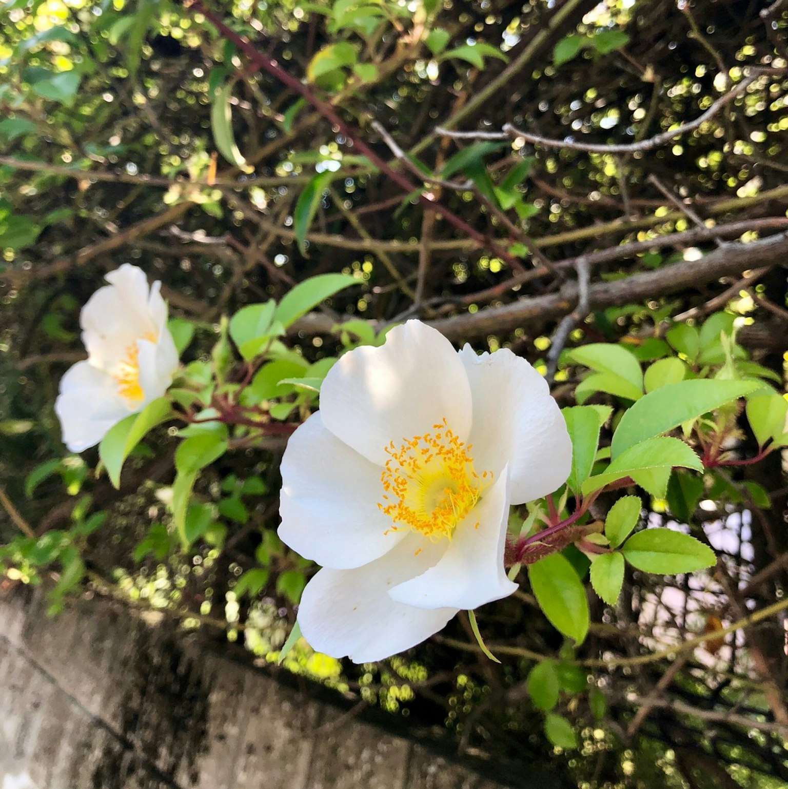 Hermosas flores blancas con centros amarillos entre hojas verdes exuberantes