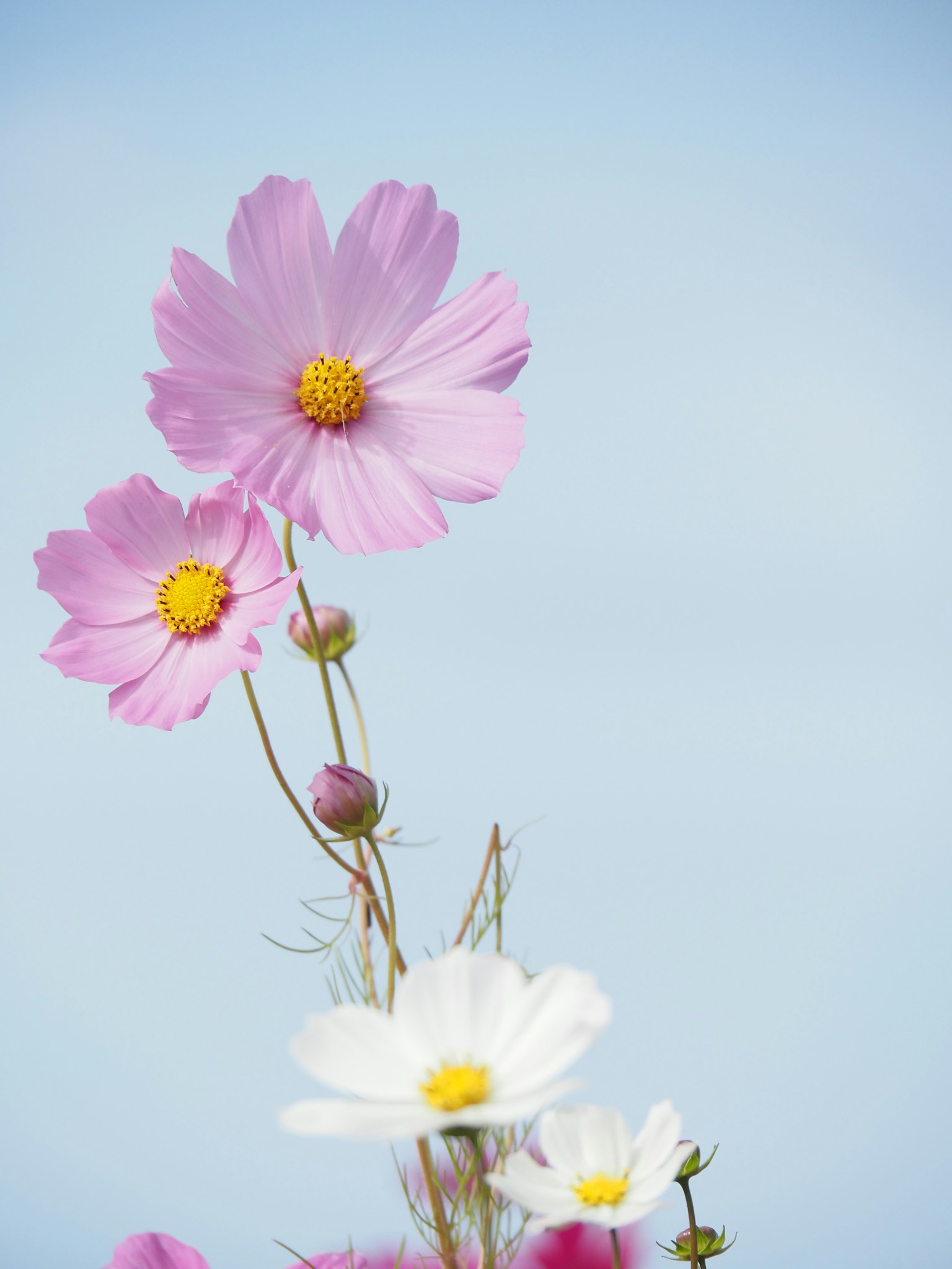 Bild mit rosa und weißen Blumen, die unter einem blauen Himmel blühen