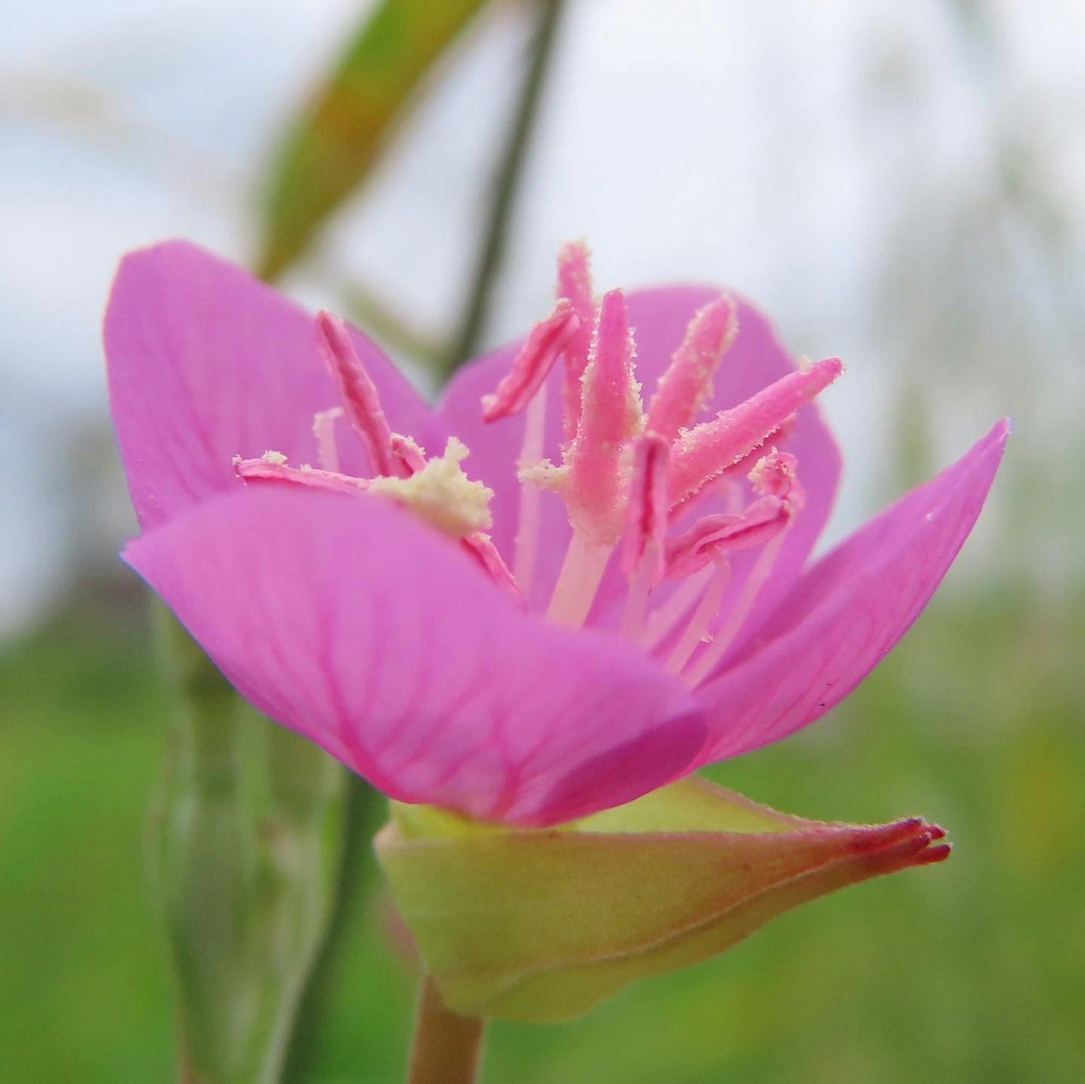 Sebuah bunga pink yang indah mekar di latar belakang hijau