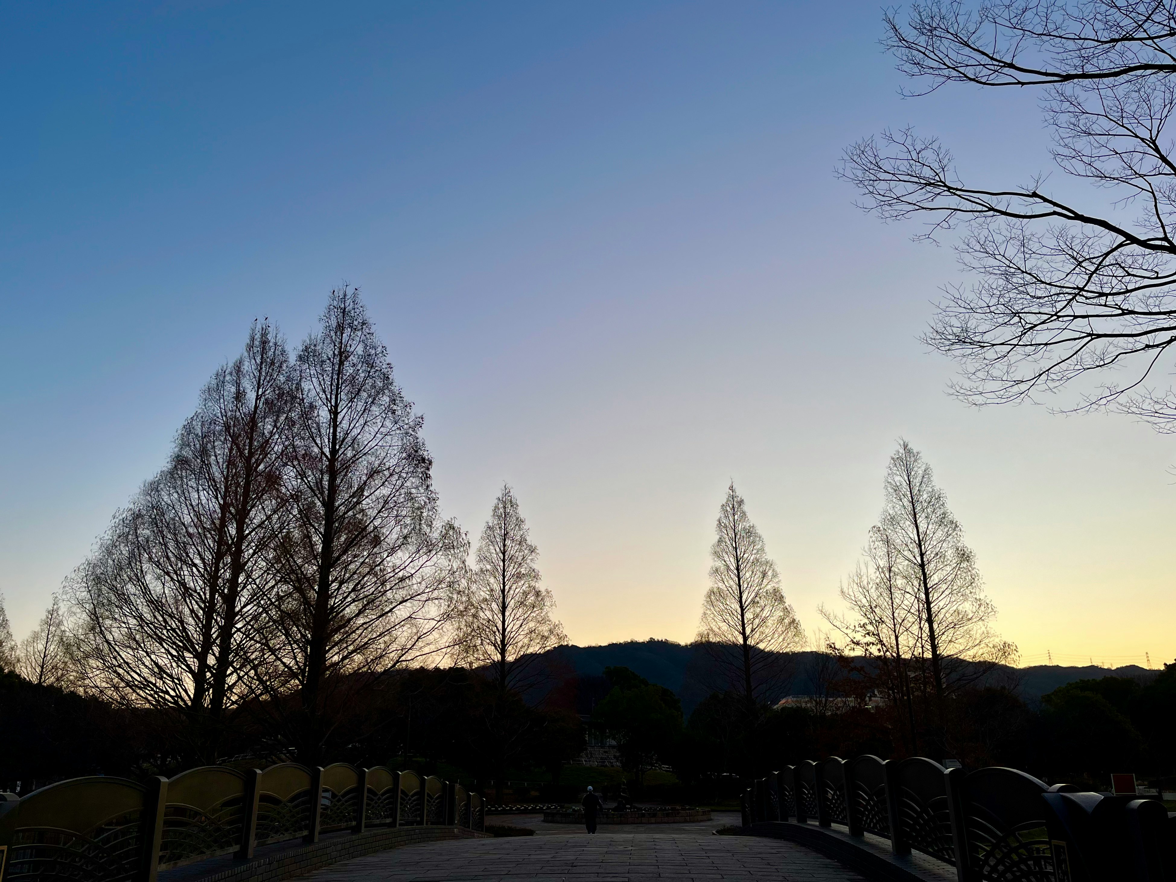 夕暮れの並木道と遠景の丘