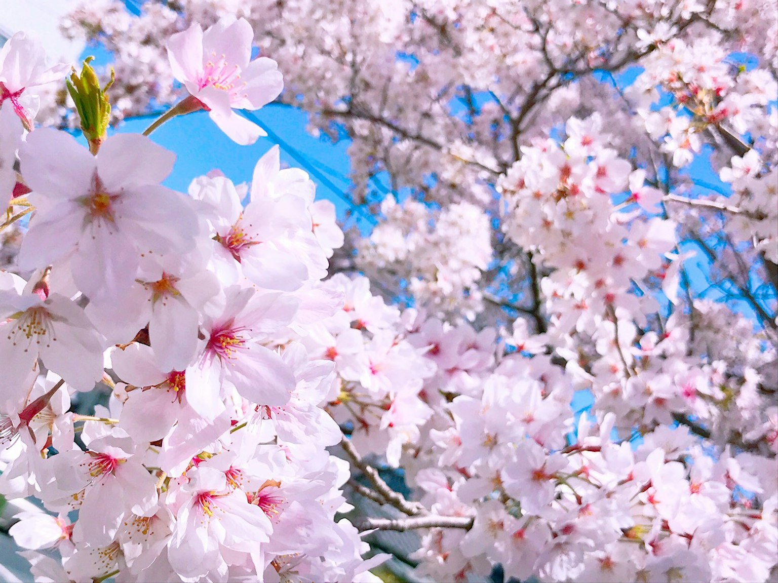 Pemandangan indah bunga sakura di bawah langit biru