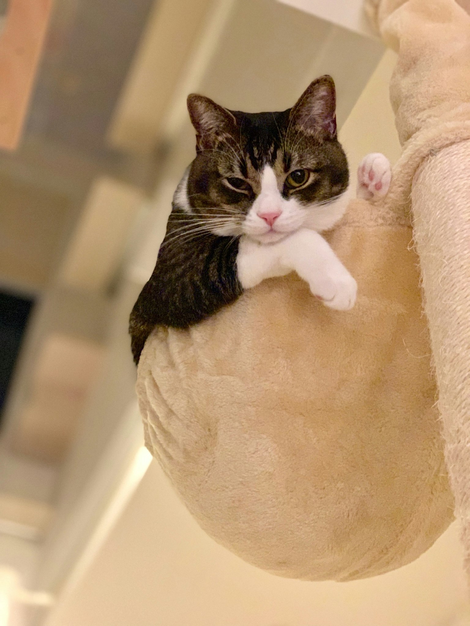 一只猫舒适地躺在柔软的垫子上