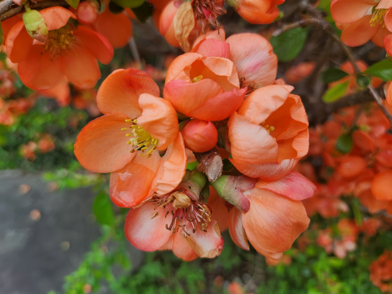 Nahaufnahme von orangefarbenen Blumen, die an einem Baum blühen