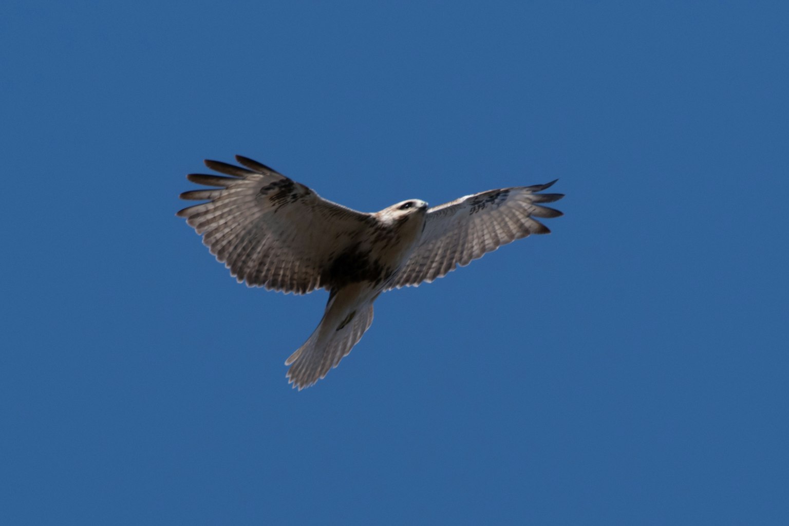 Pájaro volando contra un cielo azul claro