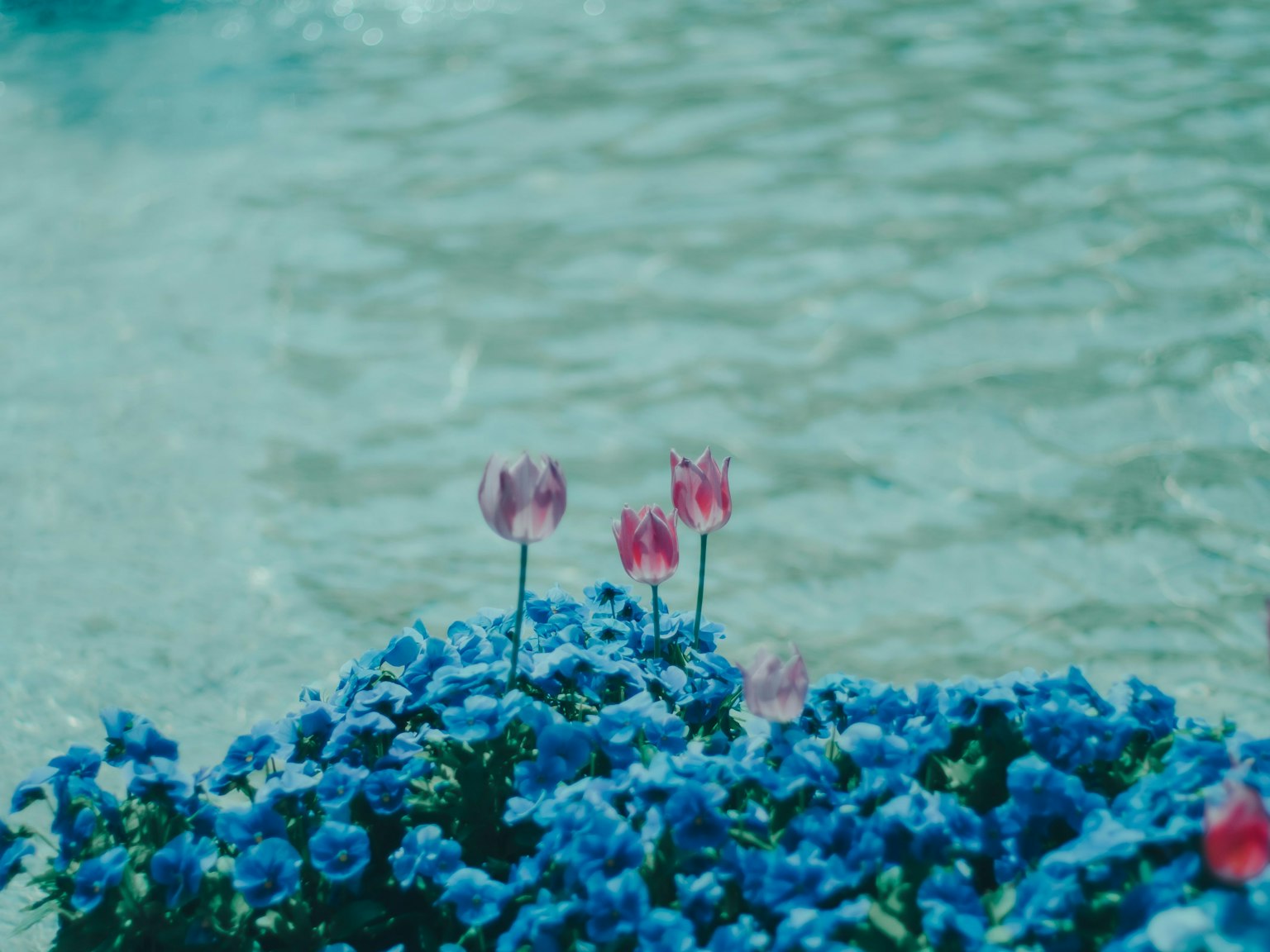 Ein Haufen blauer Blumen mit rosa Tulpen in der Nähe einer Wasseroberfläche