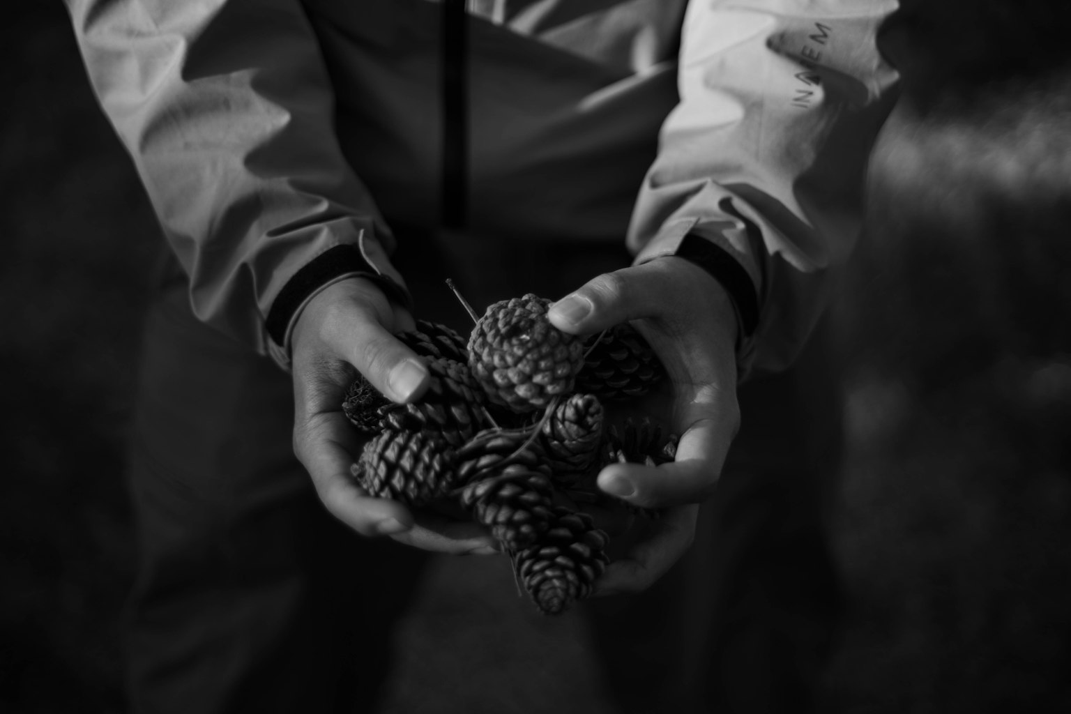 Orang yang memegang kerucut pinus di tangan gambar hitam putih