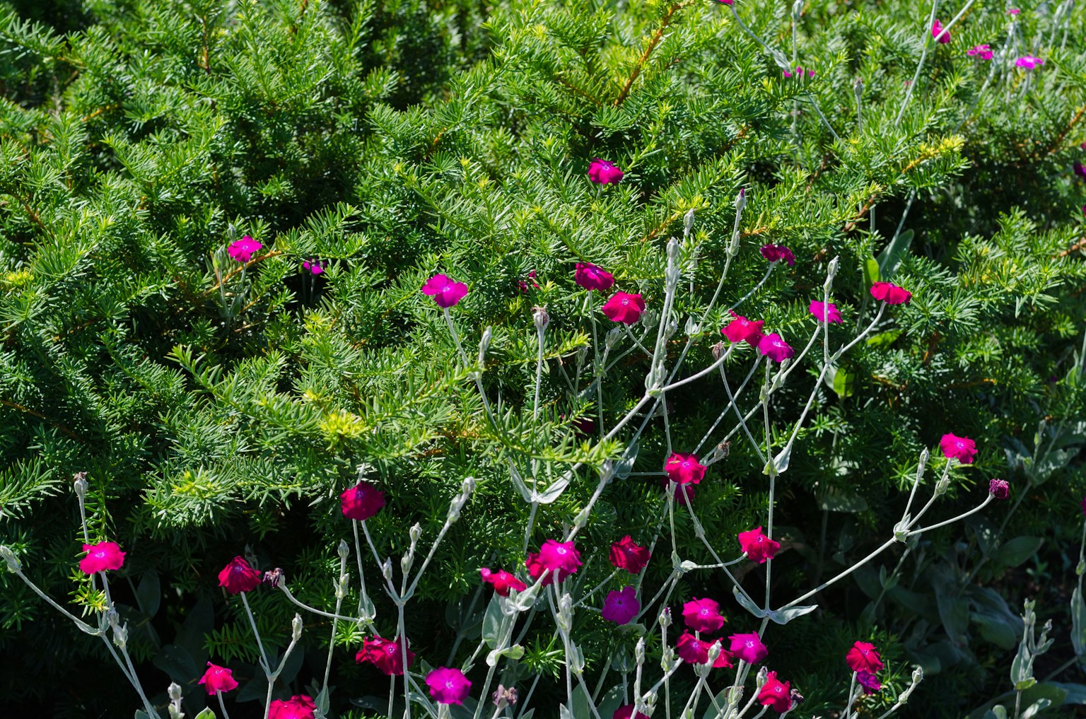 Lebendige rosa Blumen umgeben von üppigem grünem Laub