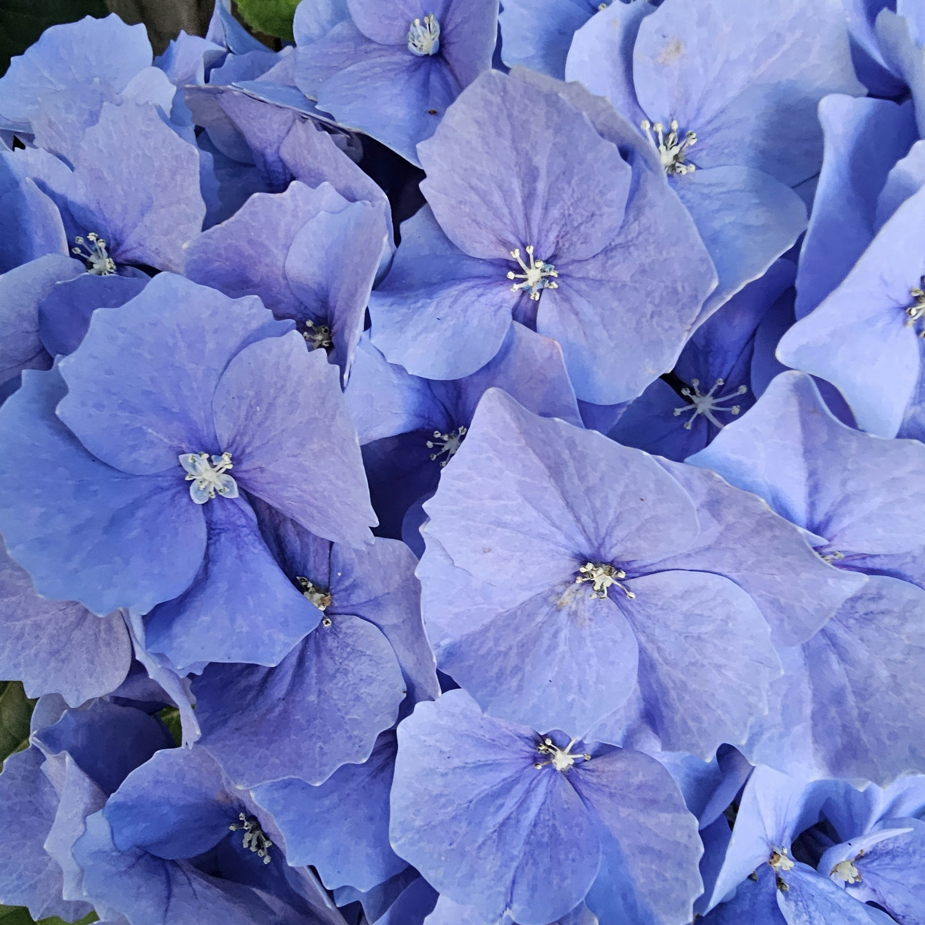 青い花びらが重なる花のクローズアップ
