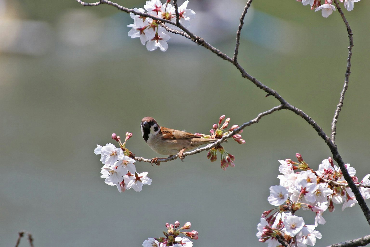 Un petit oiseau perché parmi les fleurs de cerisier