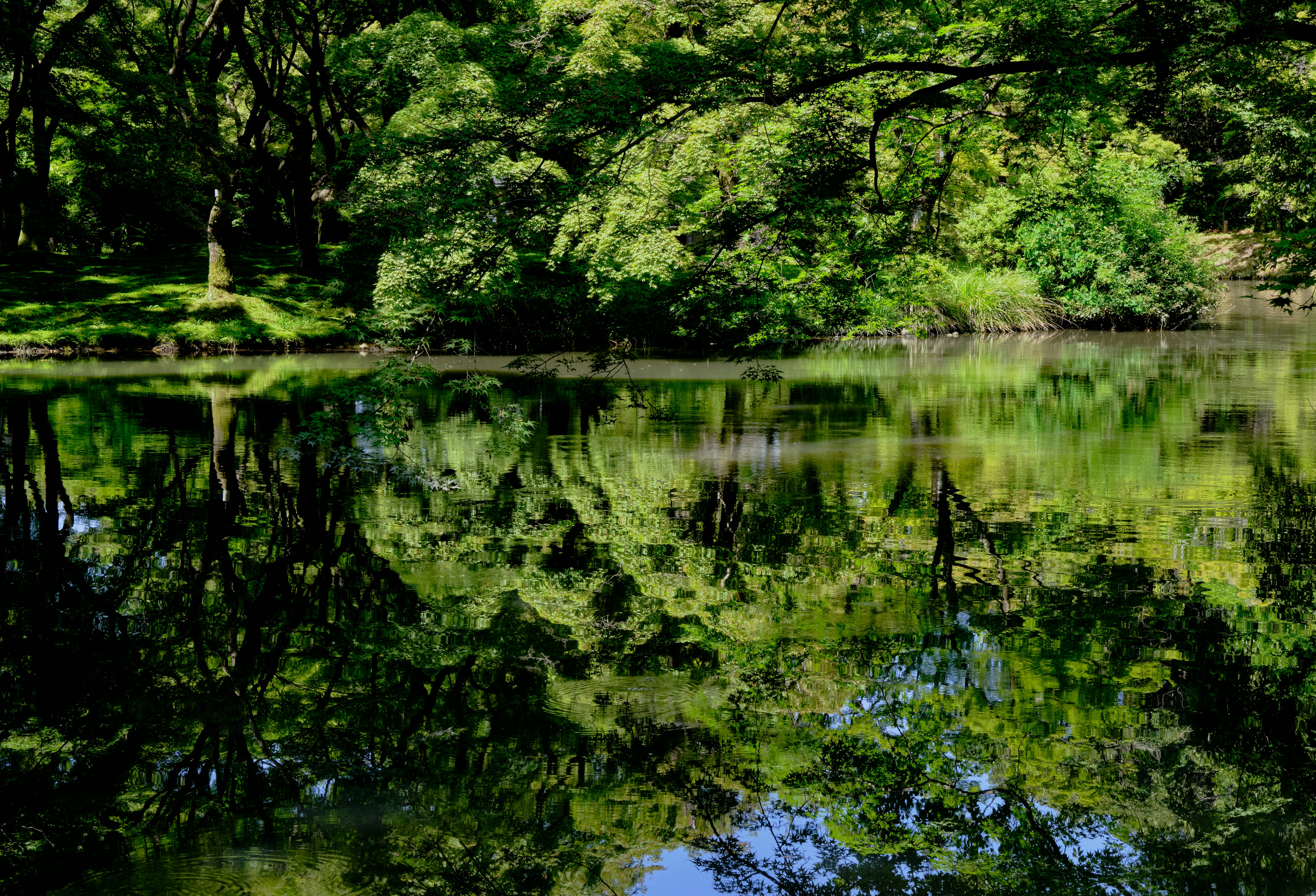 京都府立植物園の池に映る新緑と青紅葉の水鏡