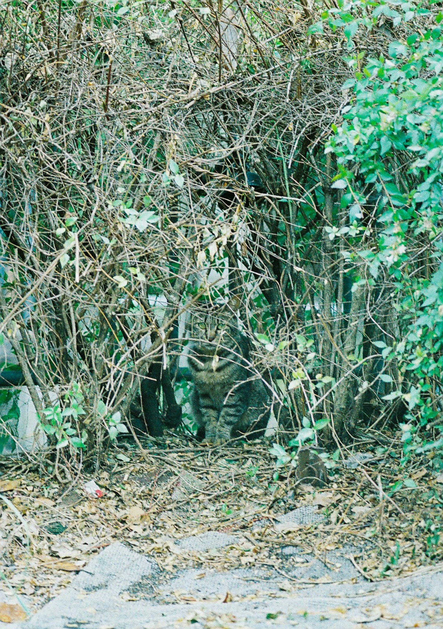 A cat hidden among dense bushes and greenery