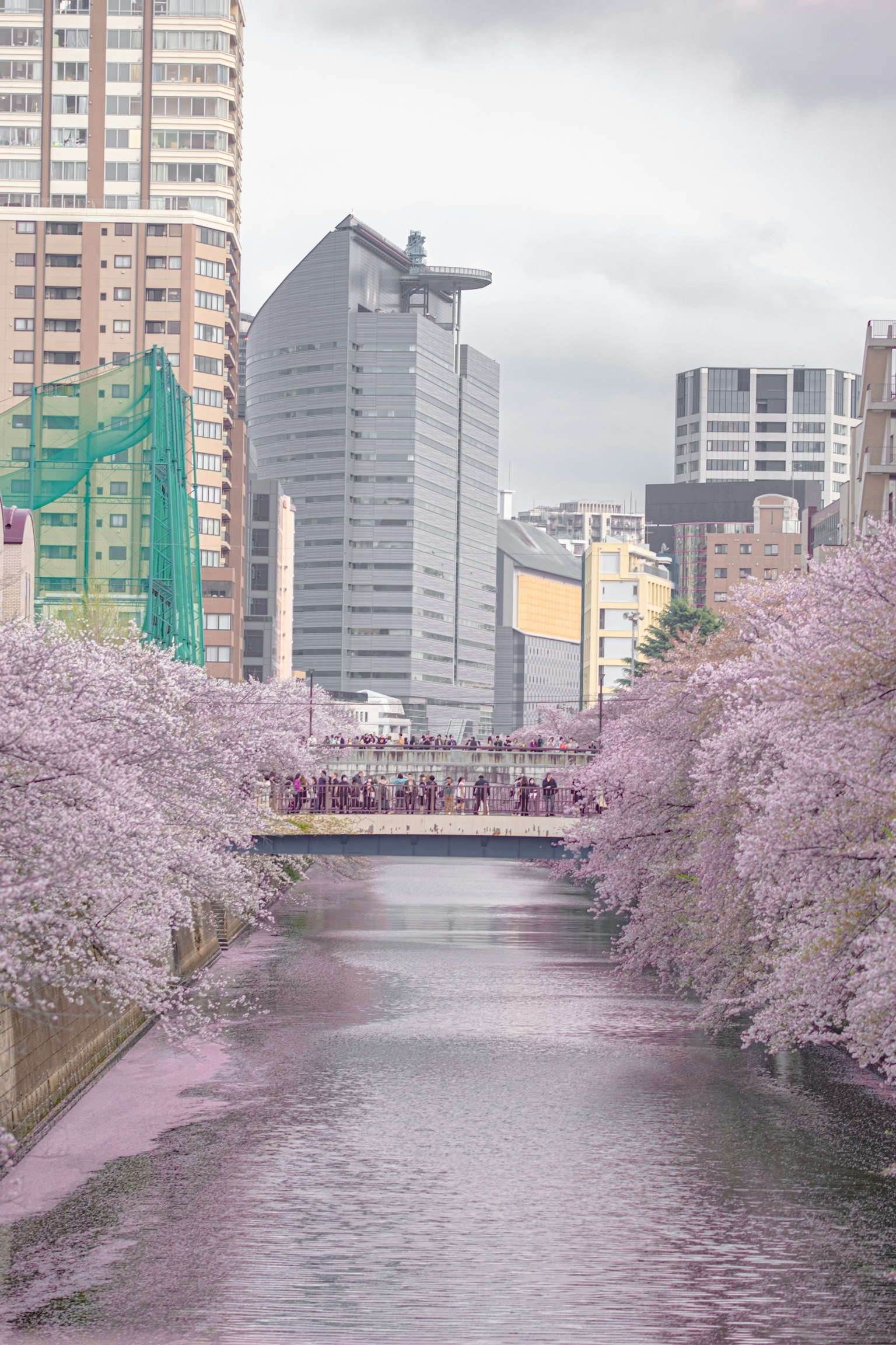 ทิวทัศน์ที่สวยงามของดอกซากุระริมแม่น้ำพร้อมอาคารทันสมัย