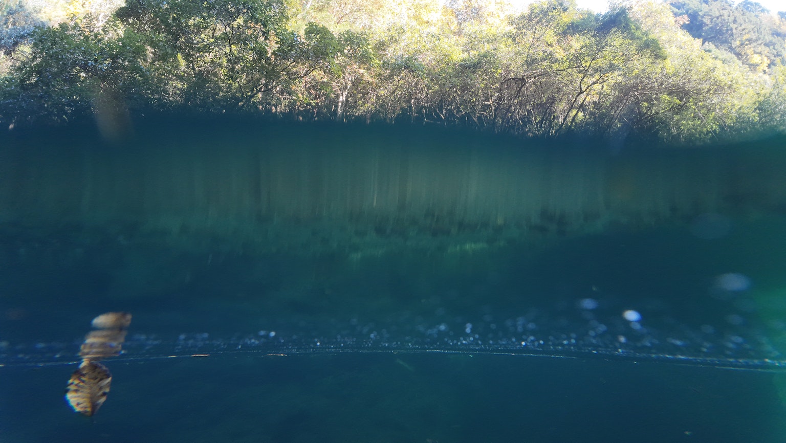 水面下の緑の植物と青い水のコントラストが美しい画像