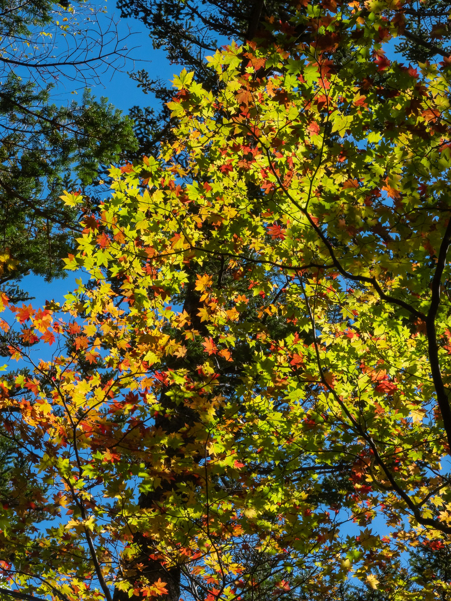 Feuillage d'automne vibrant avec un mélange de feuilles jaunes et orange sur fond de ciel bleu