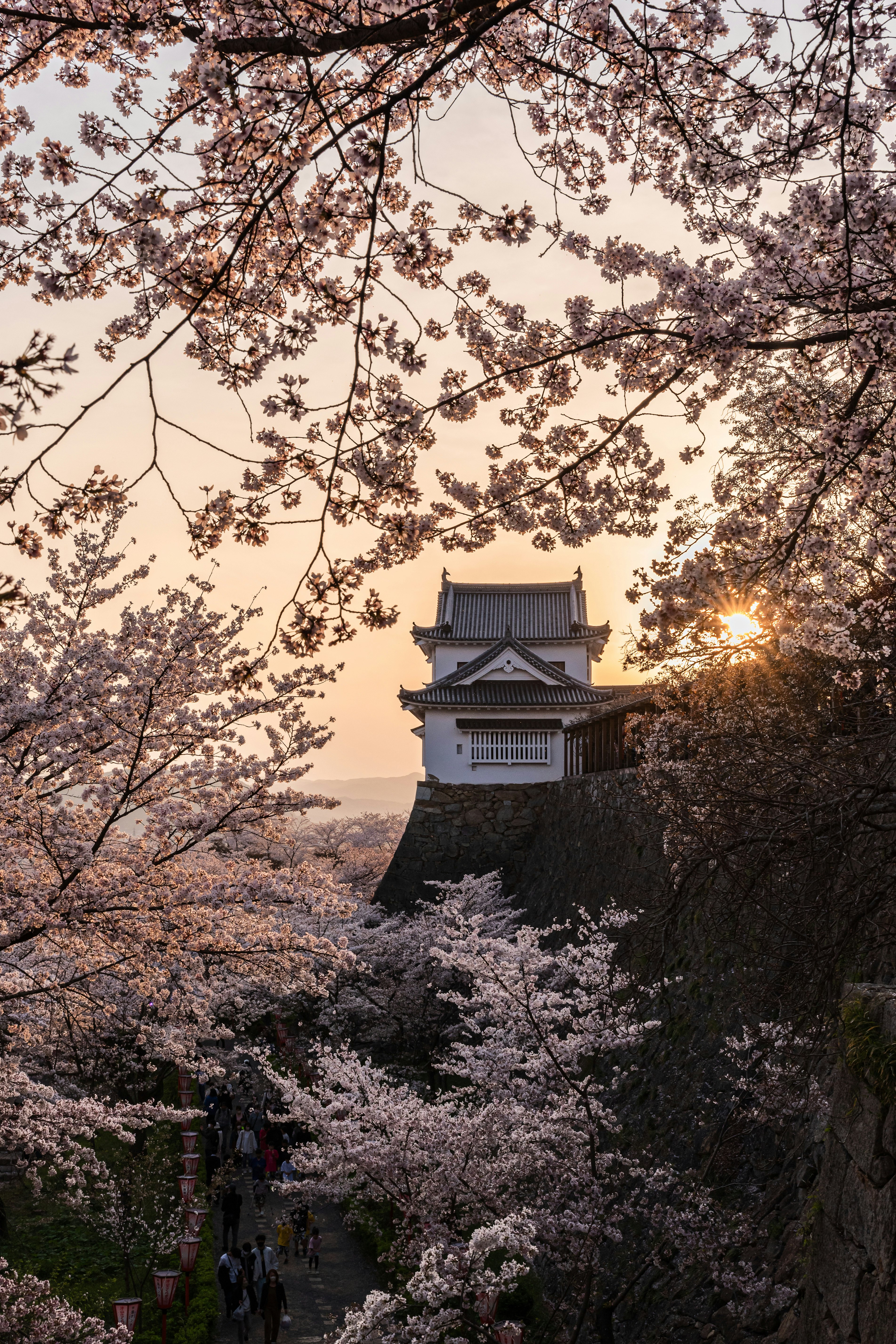 春の桜と日本の寺の門構え