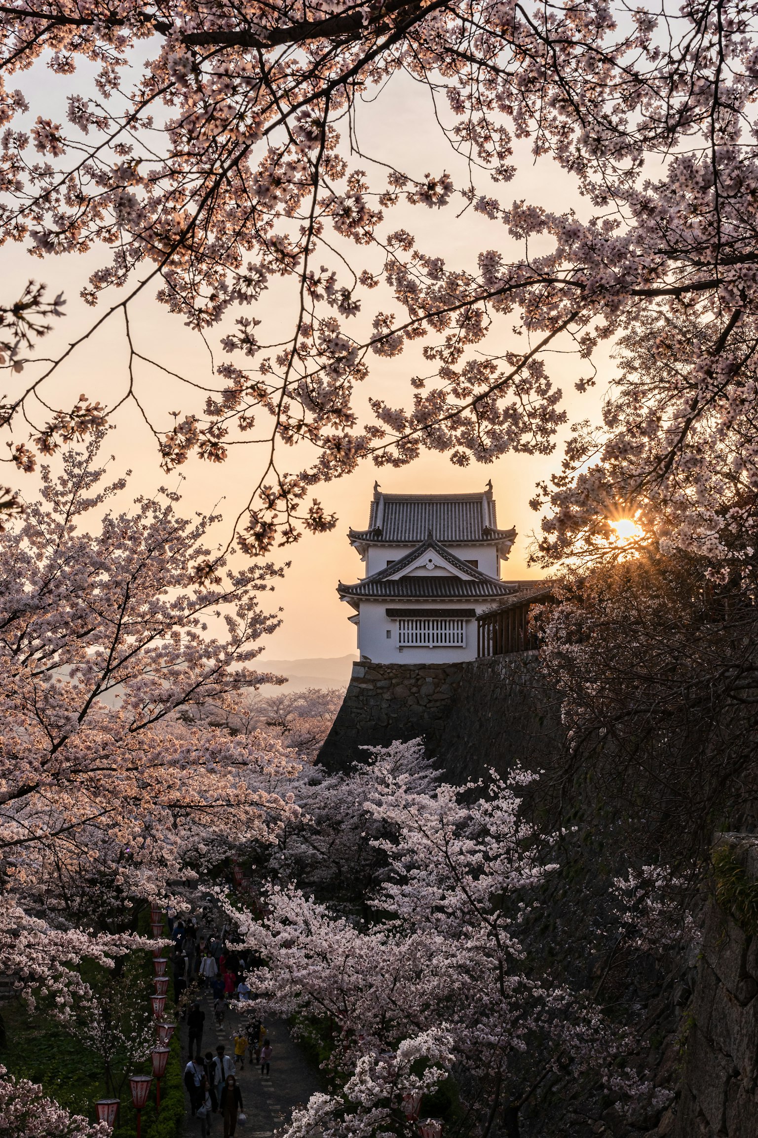 Schloss umgeben von Kirschblüten bei Sonnenuntergang zeigt eine wunderschöne japanische Landschaft