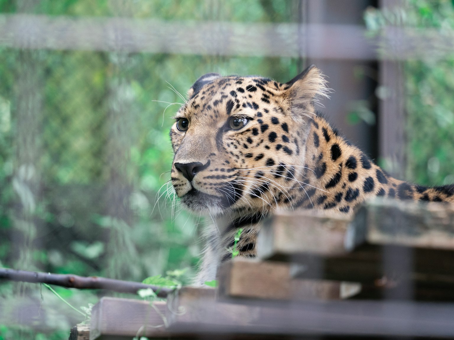 Nahaufnahme des Gesichts eines Leoparden in einem Käfig mit grünem Hintergrund