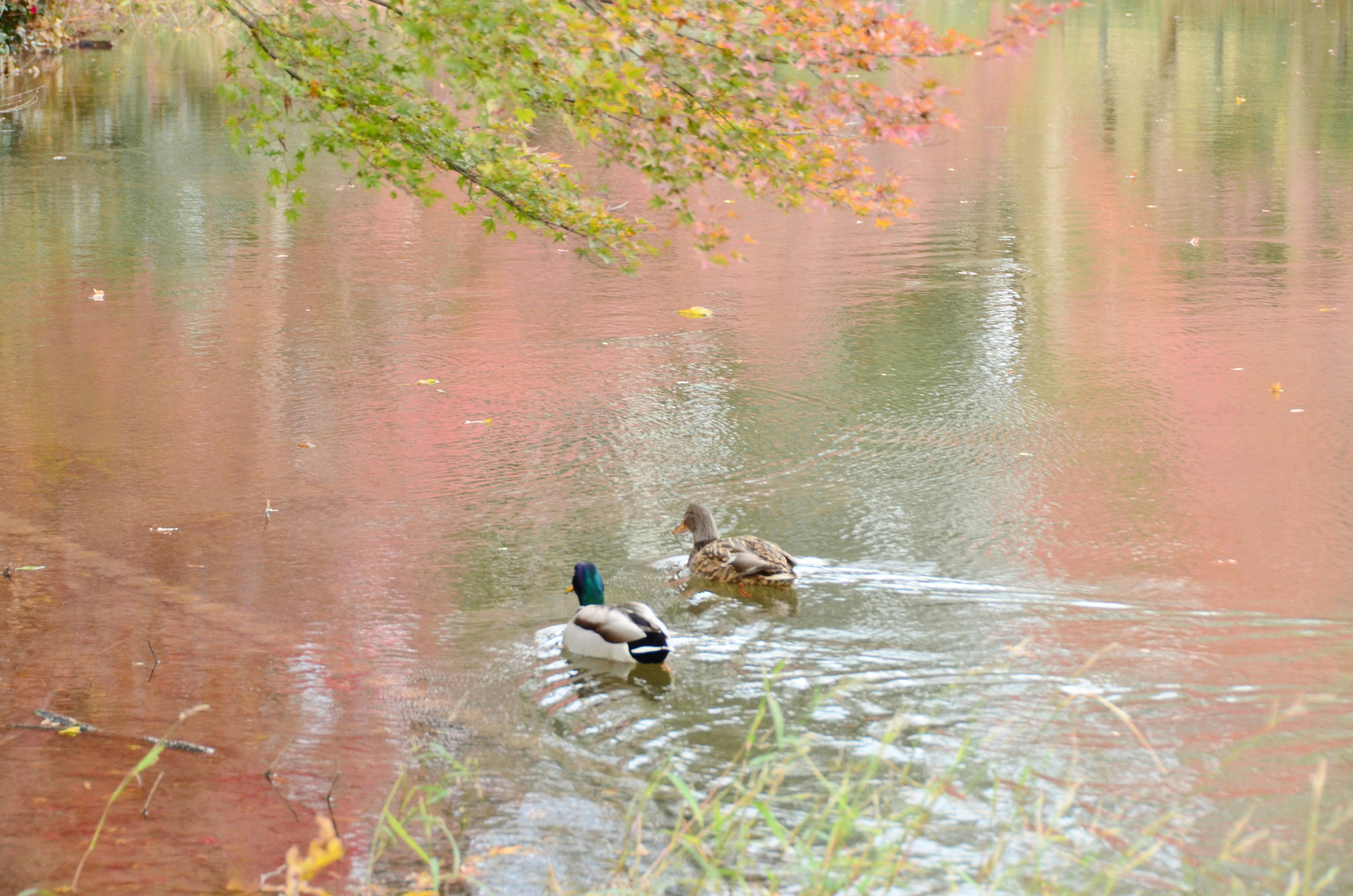 ducks swimming in a pond at Kyoto Prefectural Botanical Gardens with autumn leaves