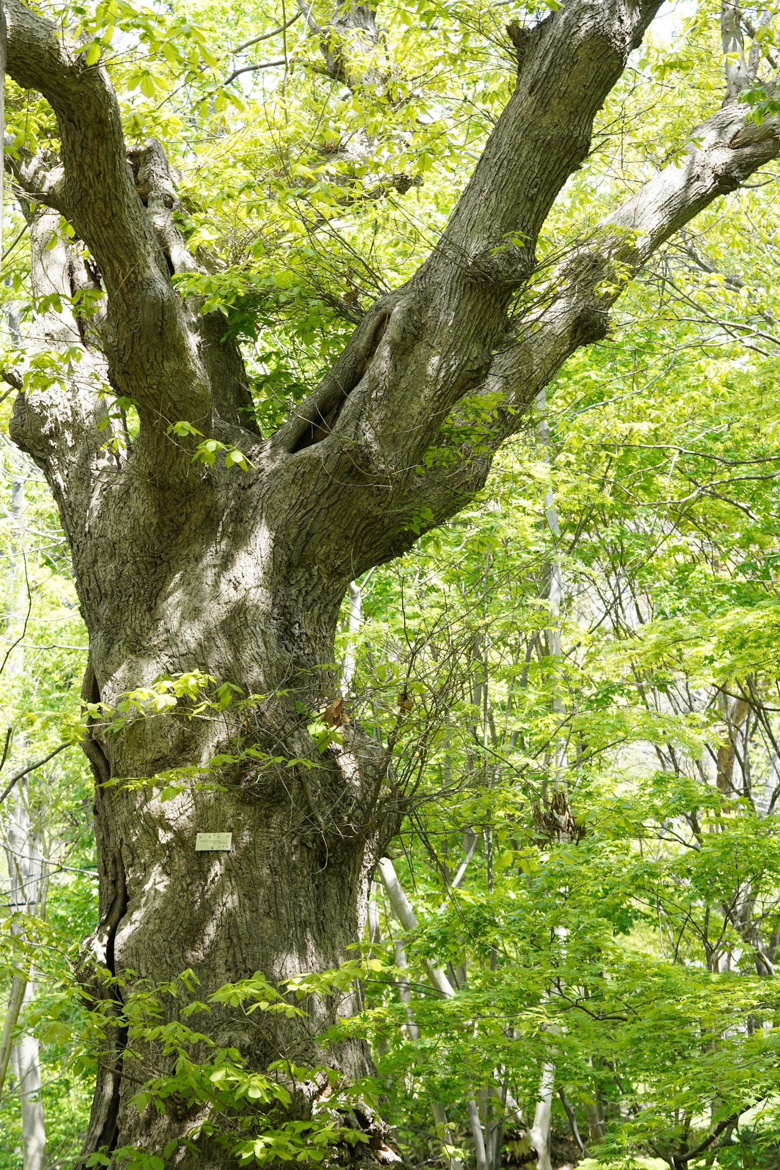 Un vecchio tronco d'albero e rami coperti di foglie verdi