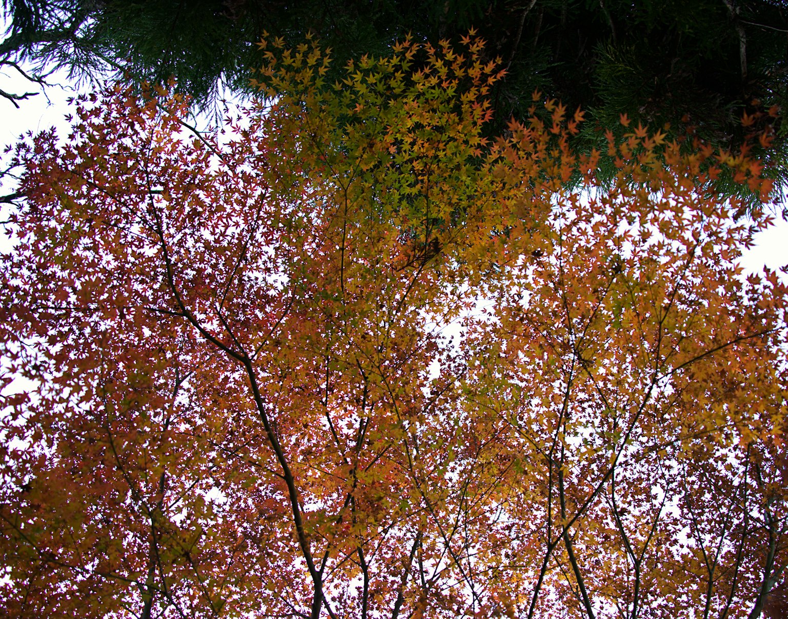 Photo vue vers le haut des arbres avec des feuilles d'automne colorées