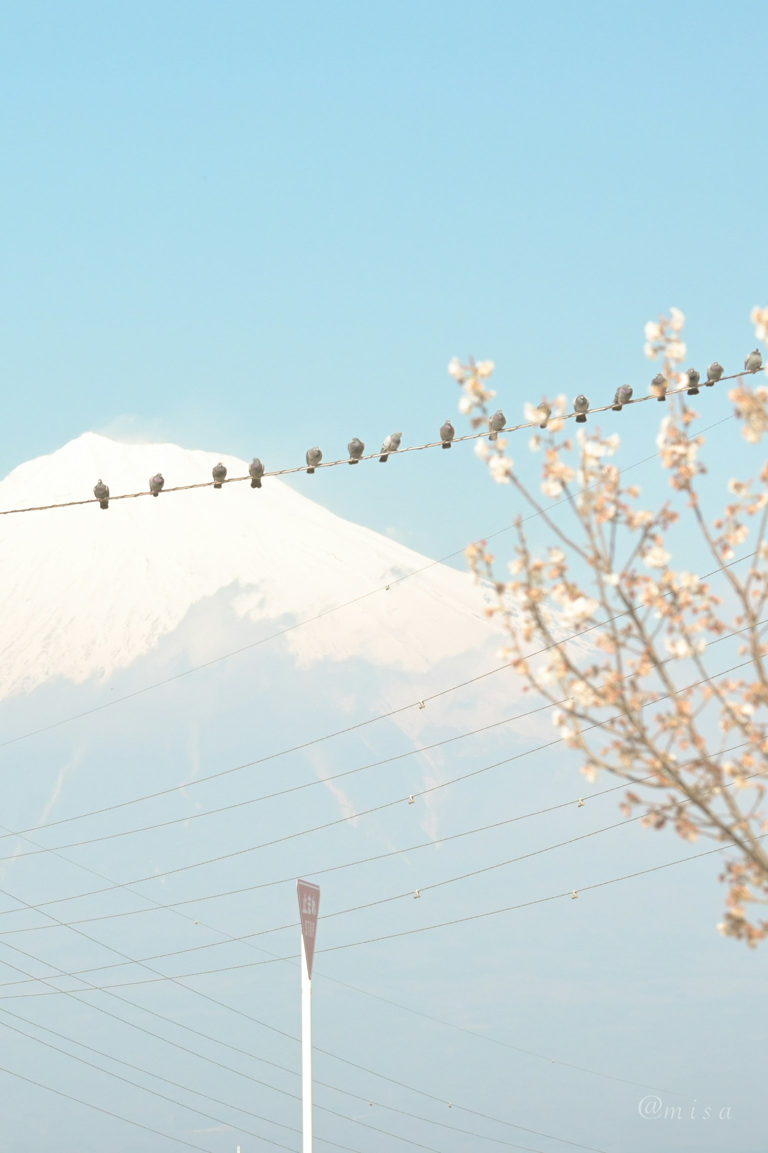 雪をかぶった山と電線に止まる小鳥たちの風景