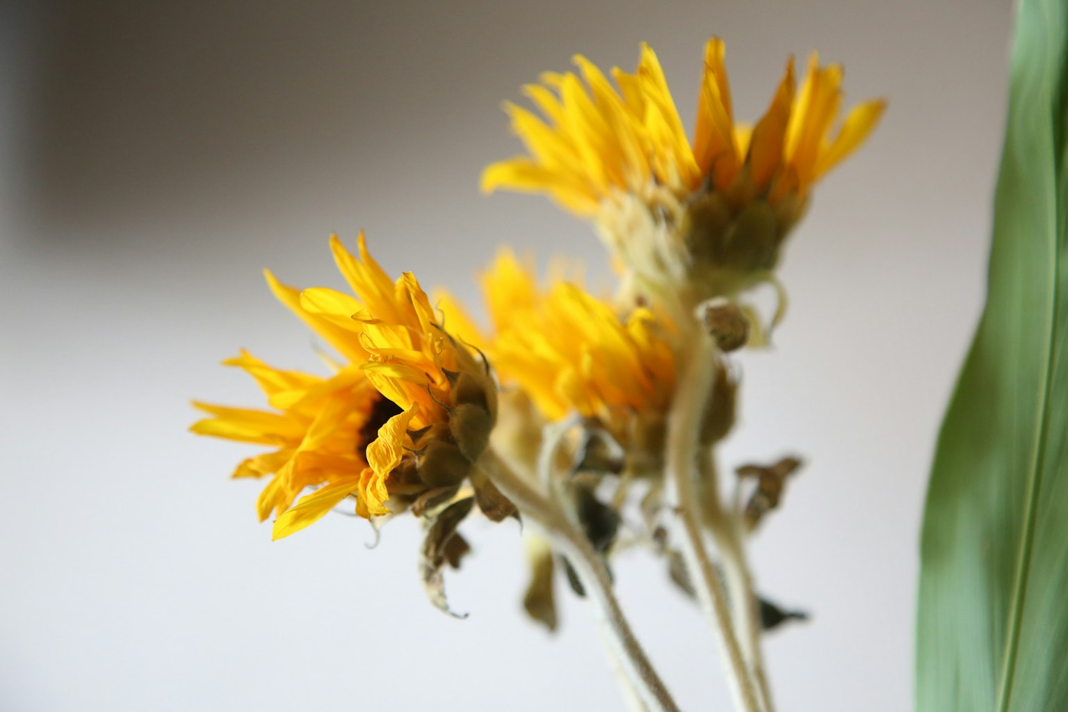 A close-up of several vibrant yellow flowers with green stems