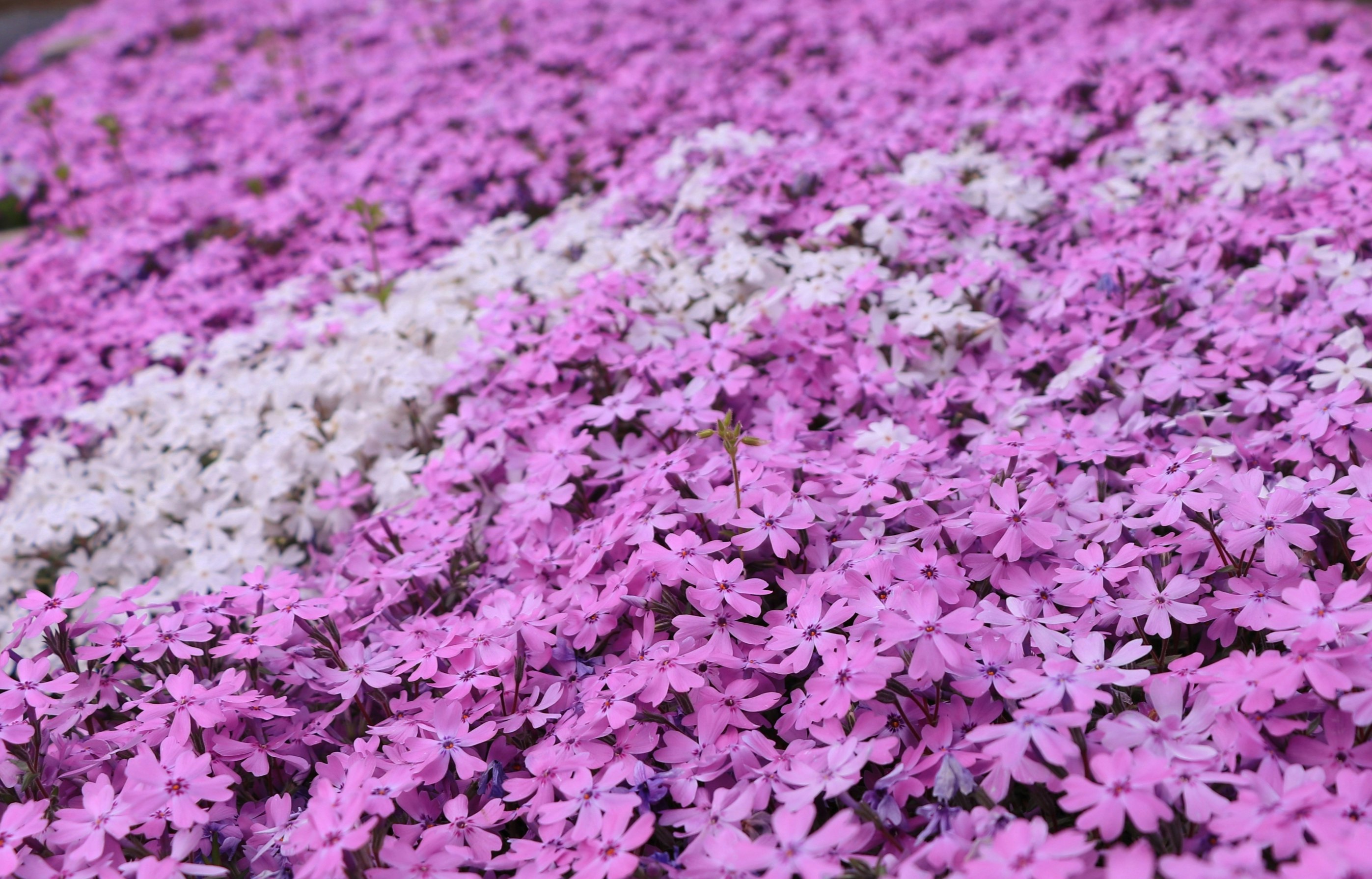 紫の花が敷き詰められた花畑の群生