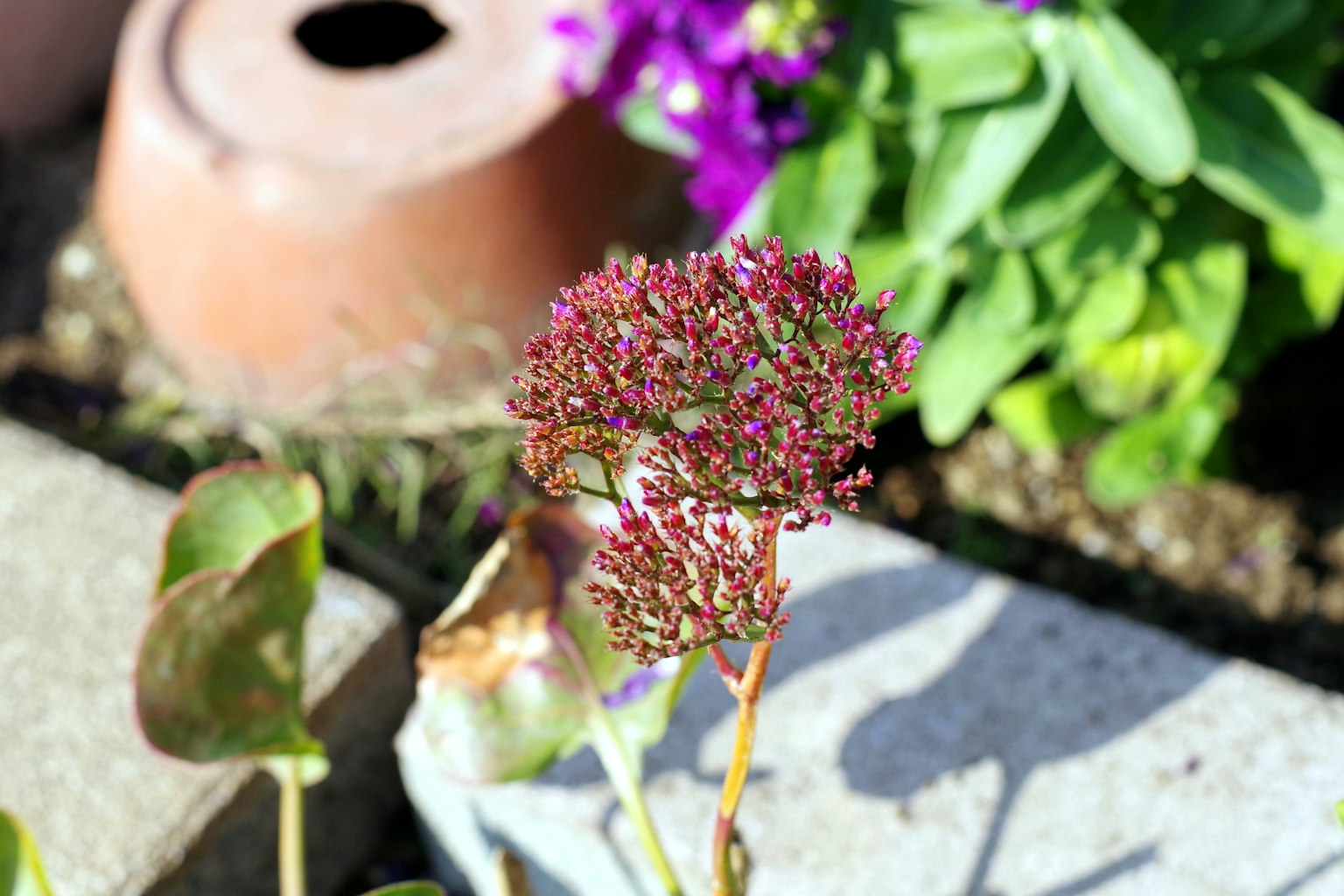 Una scena di giardino con una pianta con fiori viola e un vaso di terracotta sullo sfondo