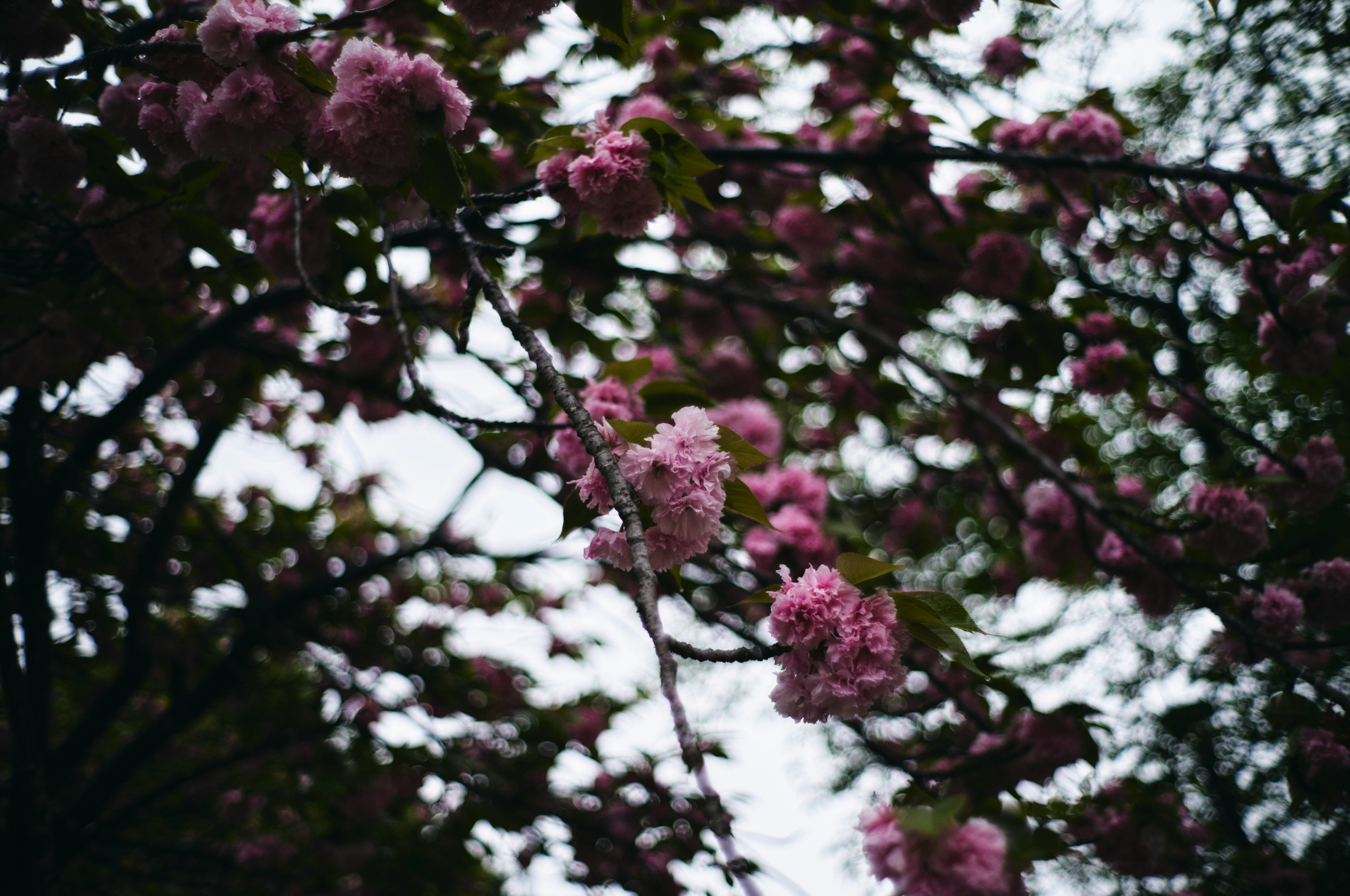 ピンクの花が咲く枝と花房のクローズアップ