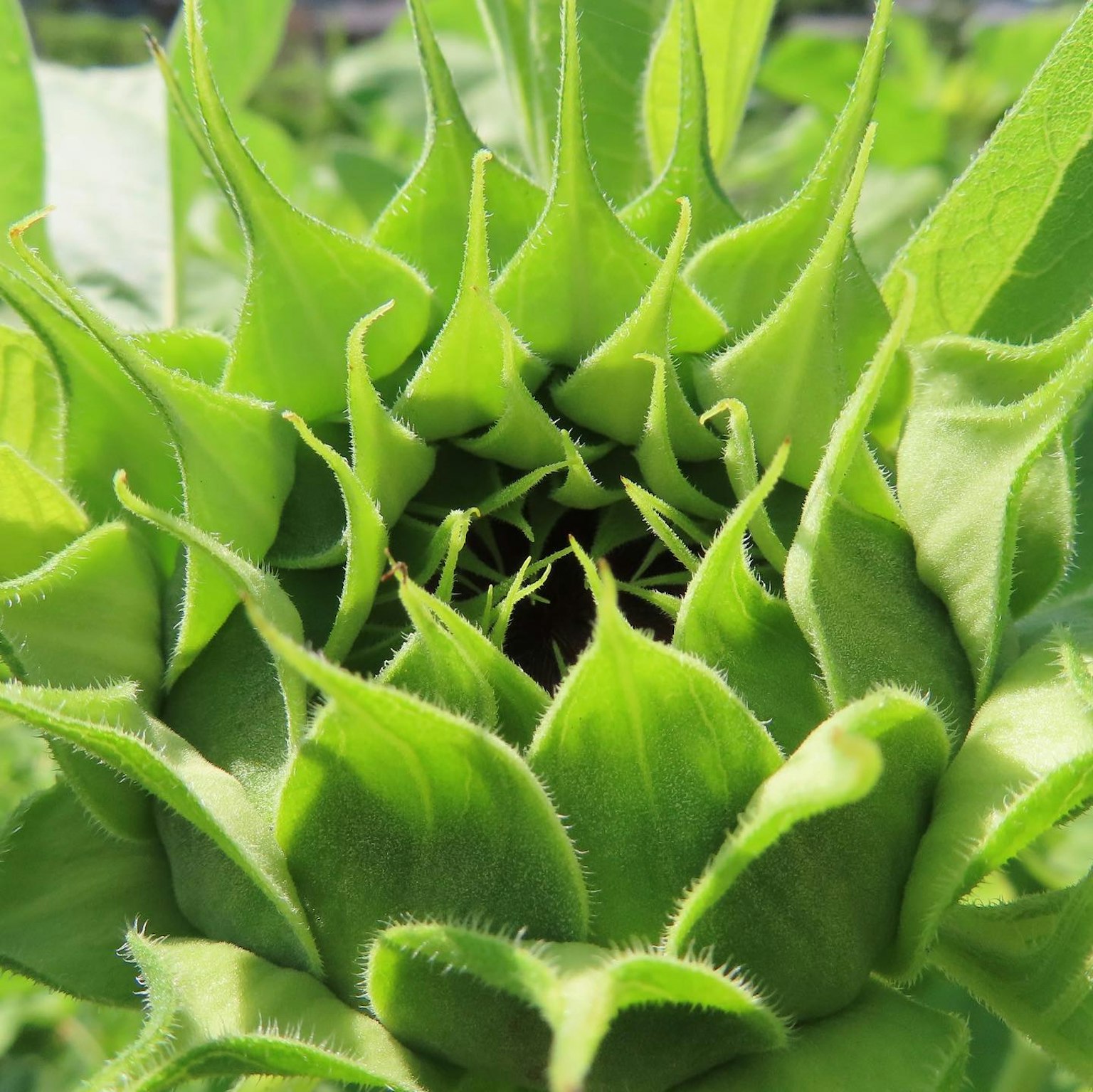Primo piano di un germoglio di girasole verde con foglie appuntite prima della fioritura