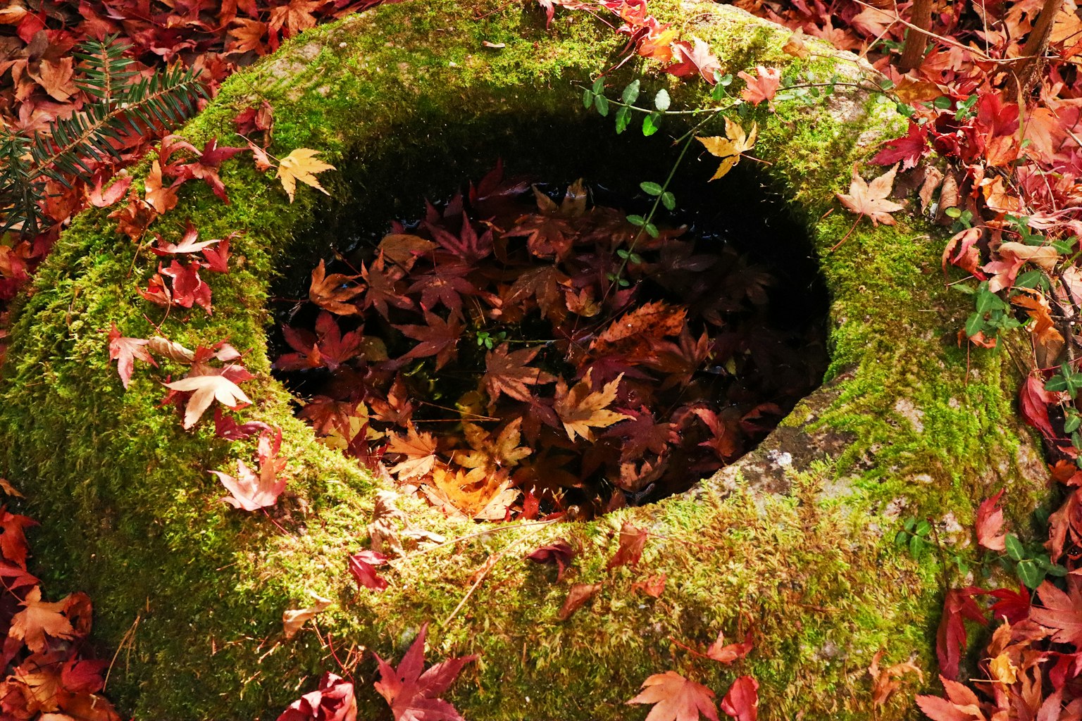 Moss-covered stone with a circular hole filled with autumn leaves