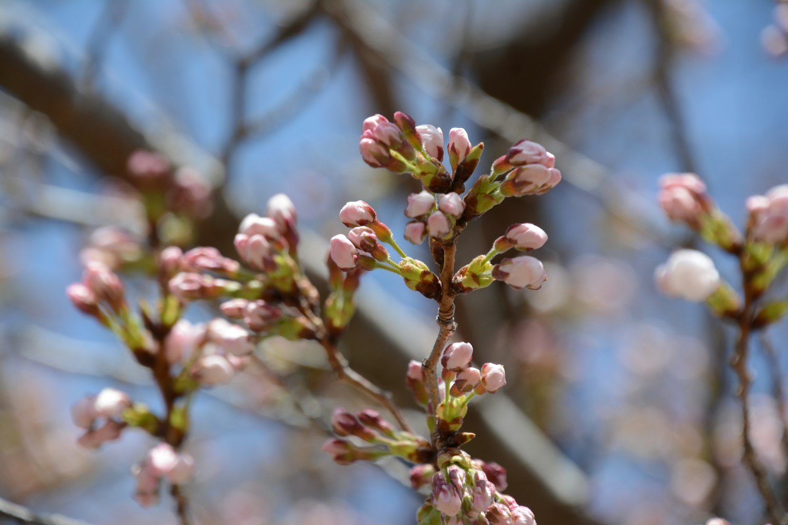 Cherry blossom buds preparing to bloom under a blue sky