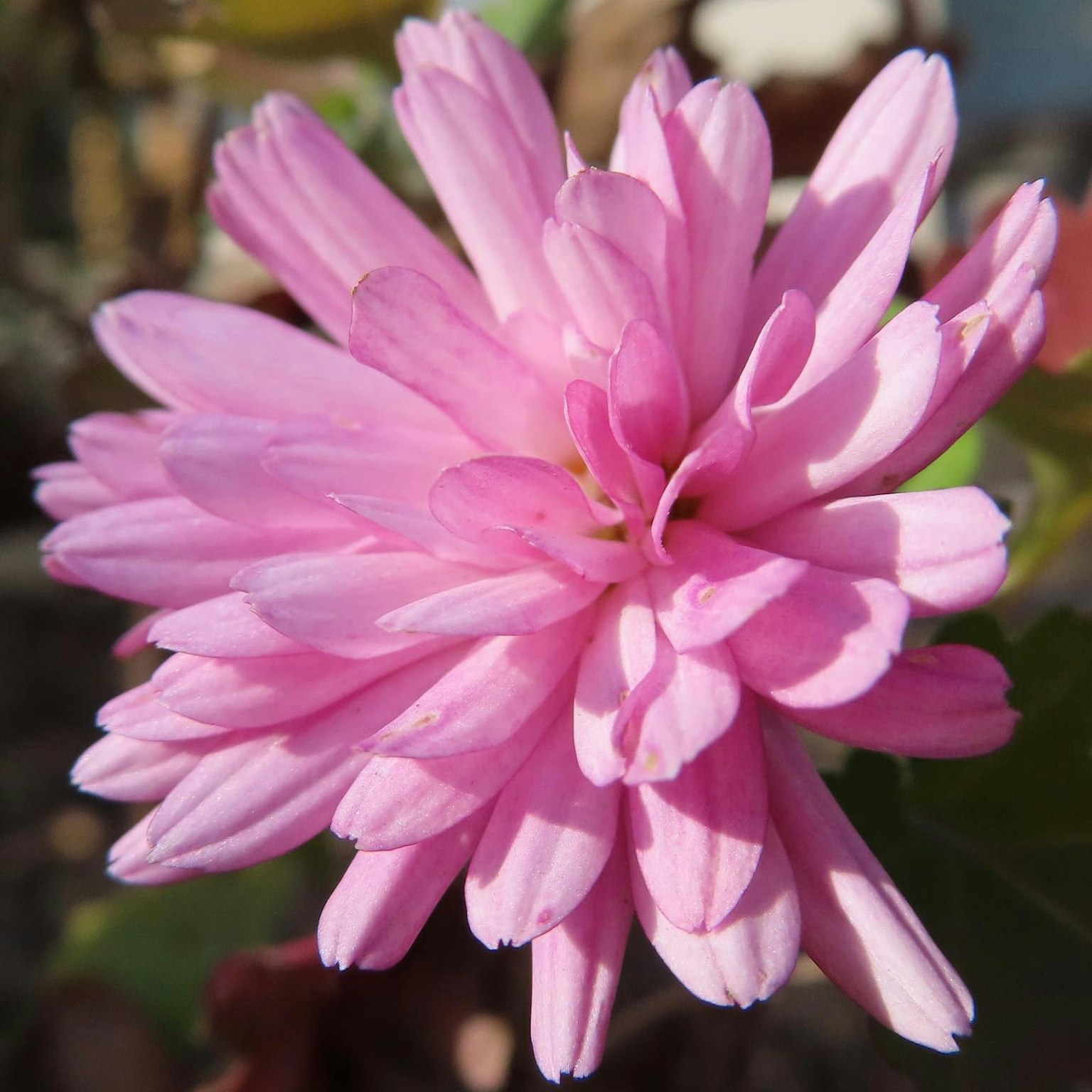 Primo piano di un fiore rosa vibrante che fiorisce alla luce brillante
