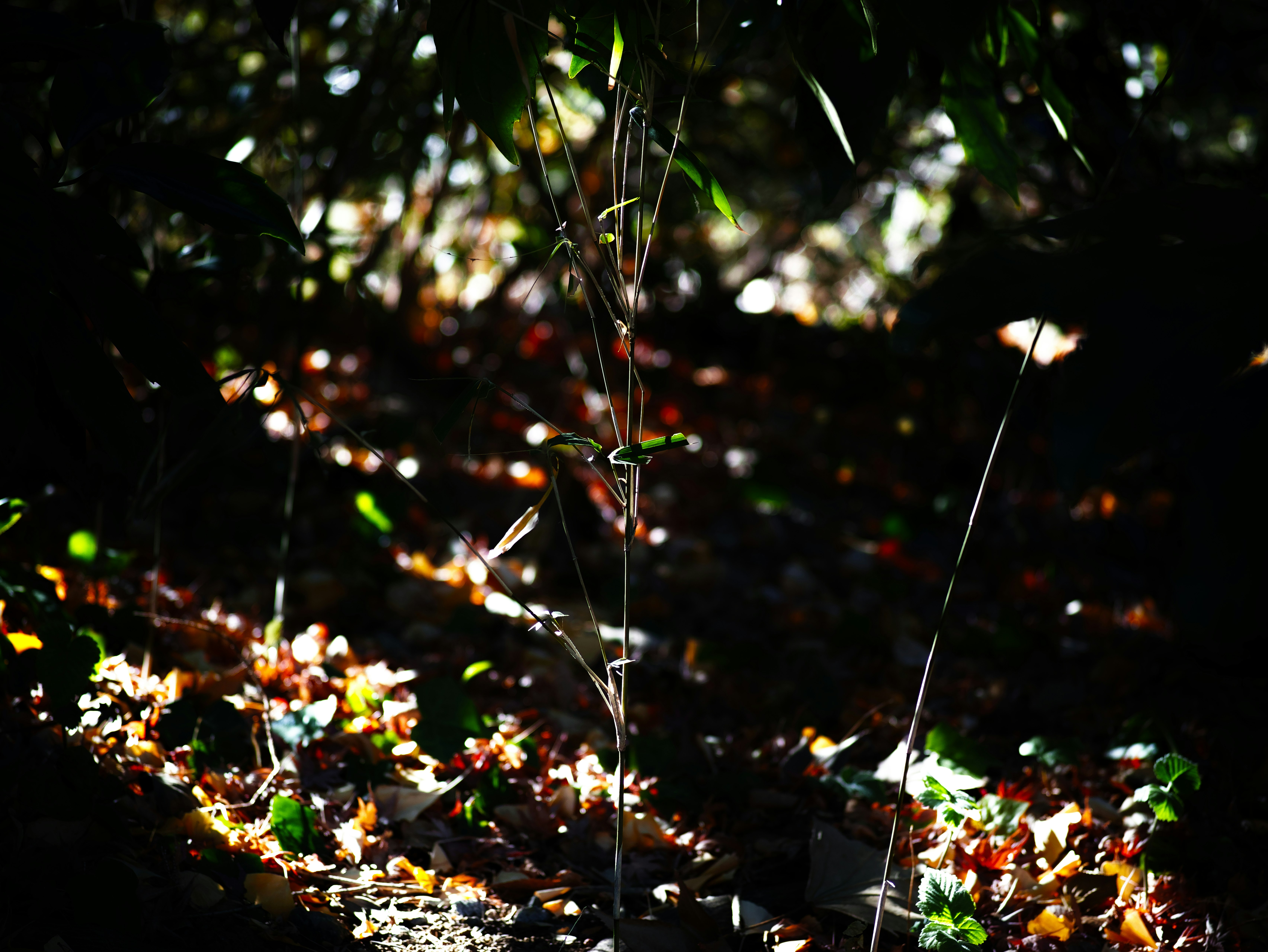 Scena notturna con luci scintillanti e particelle simili a petali tra gli alberi