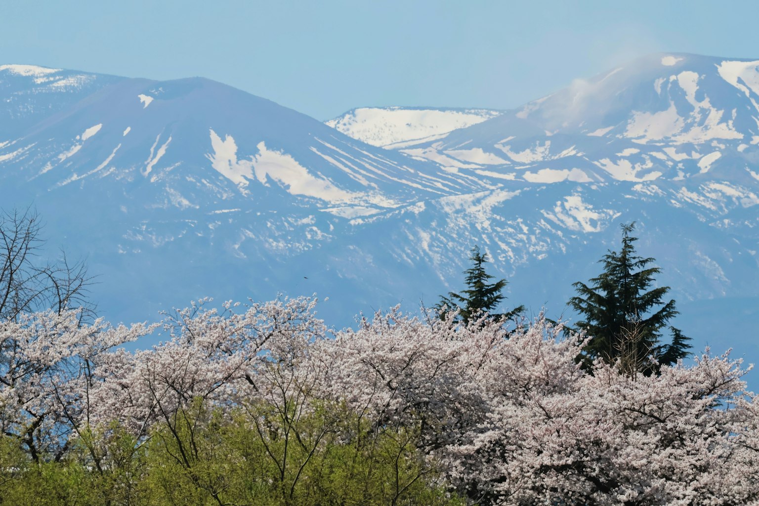 Landscape featuring cherry blossom trees and snow-capped mountains