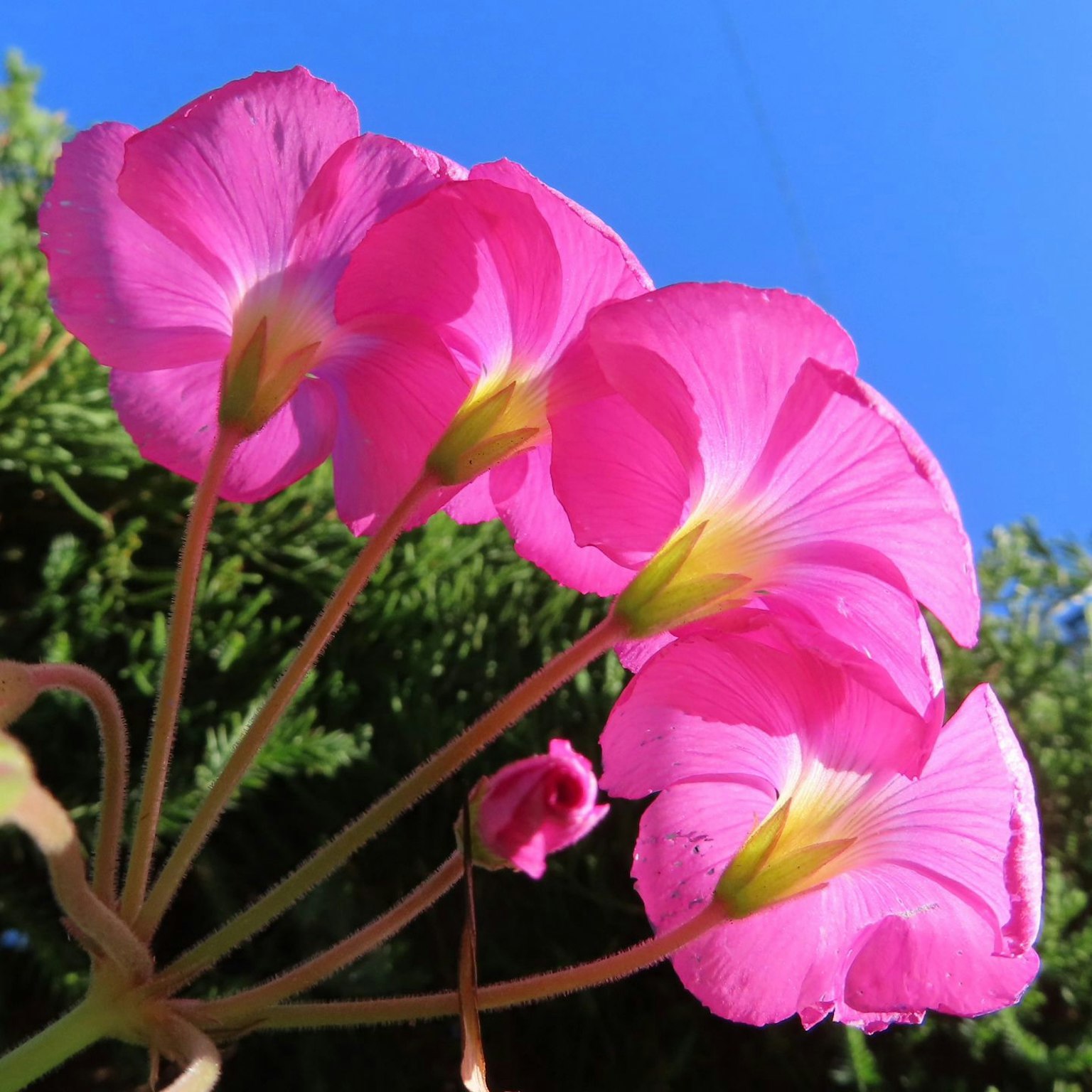 Pink flowers blooming against a blue sky
