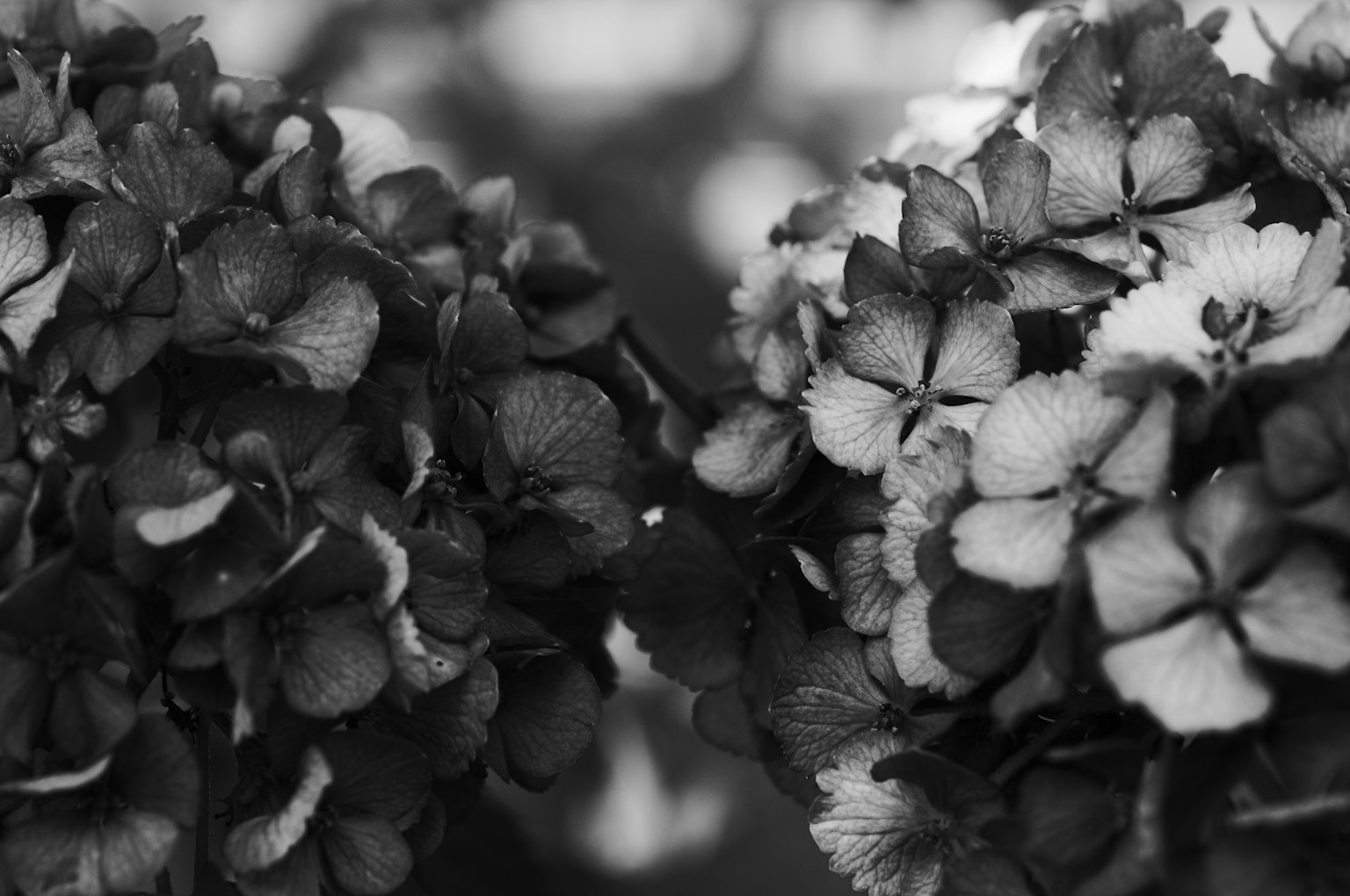 Primer plano de dos flores en blanco y negro con detalles intrincados de los pétalos