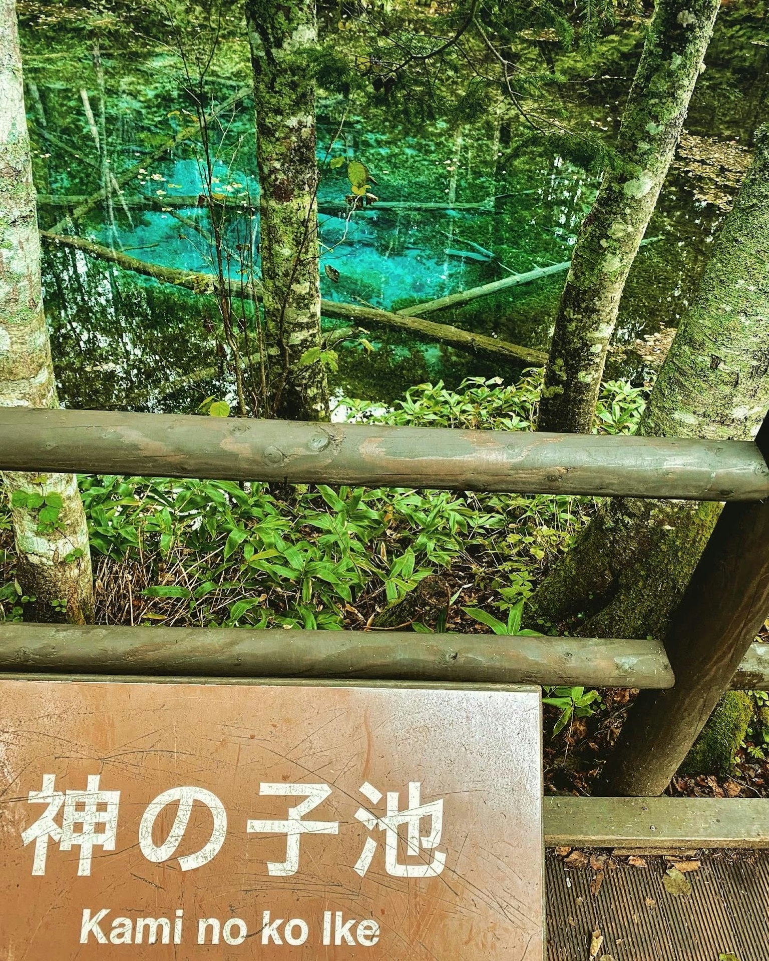Scenic view of Kami no ko ike with turquoise water surrounded by trees