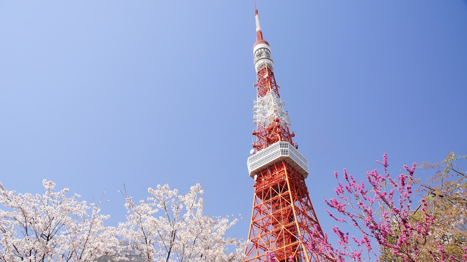 Torre de Tokio rodeada de flores de cerezo bajo un cielo azul claro