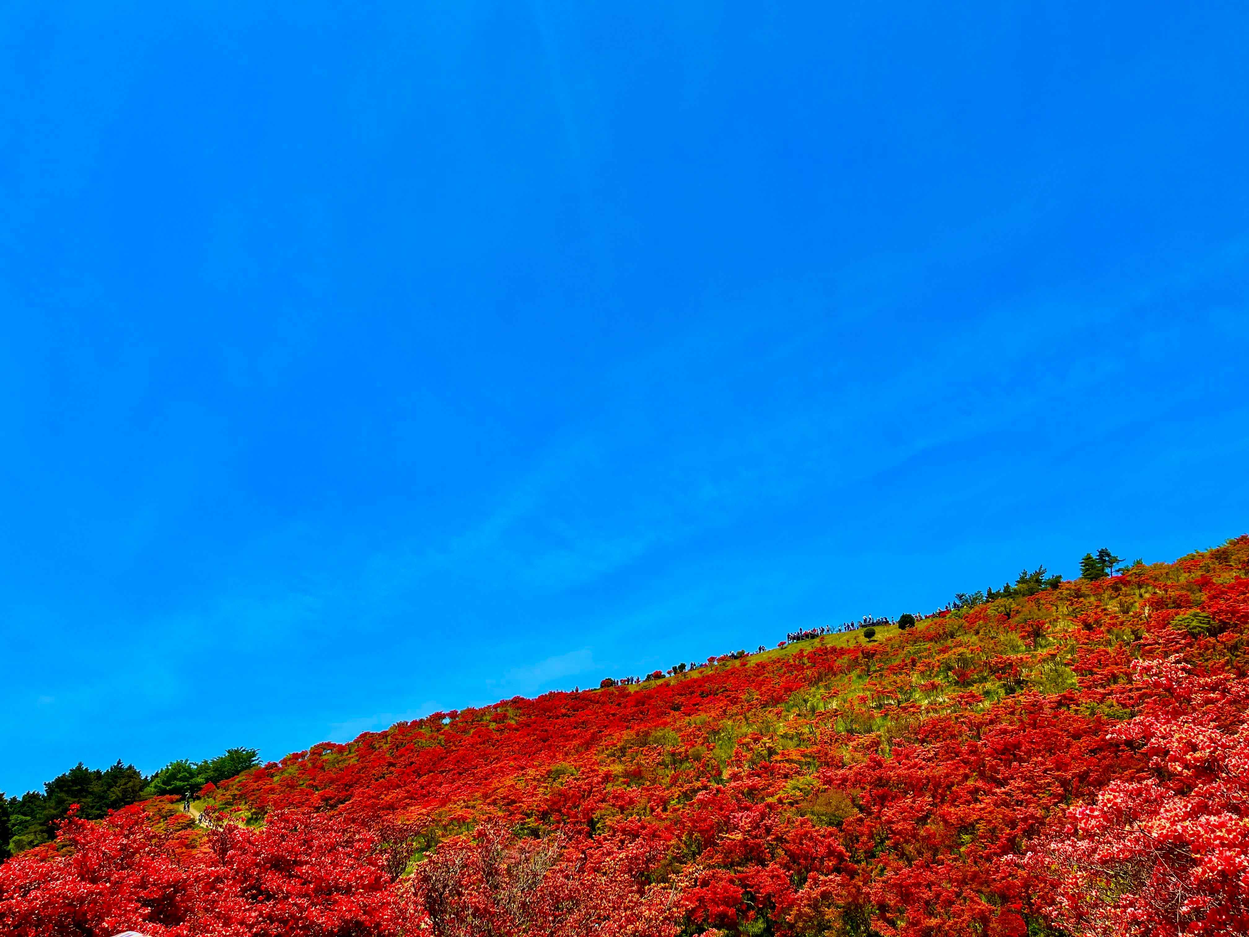 Hügel von Yamato Katsuragi-yama mit Azaleen und blauem Himmel