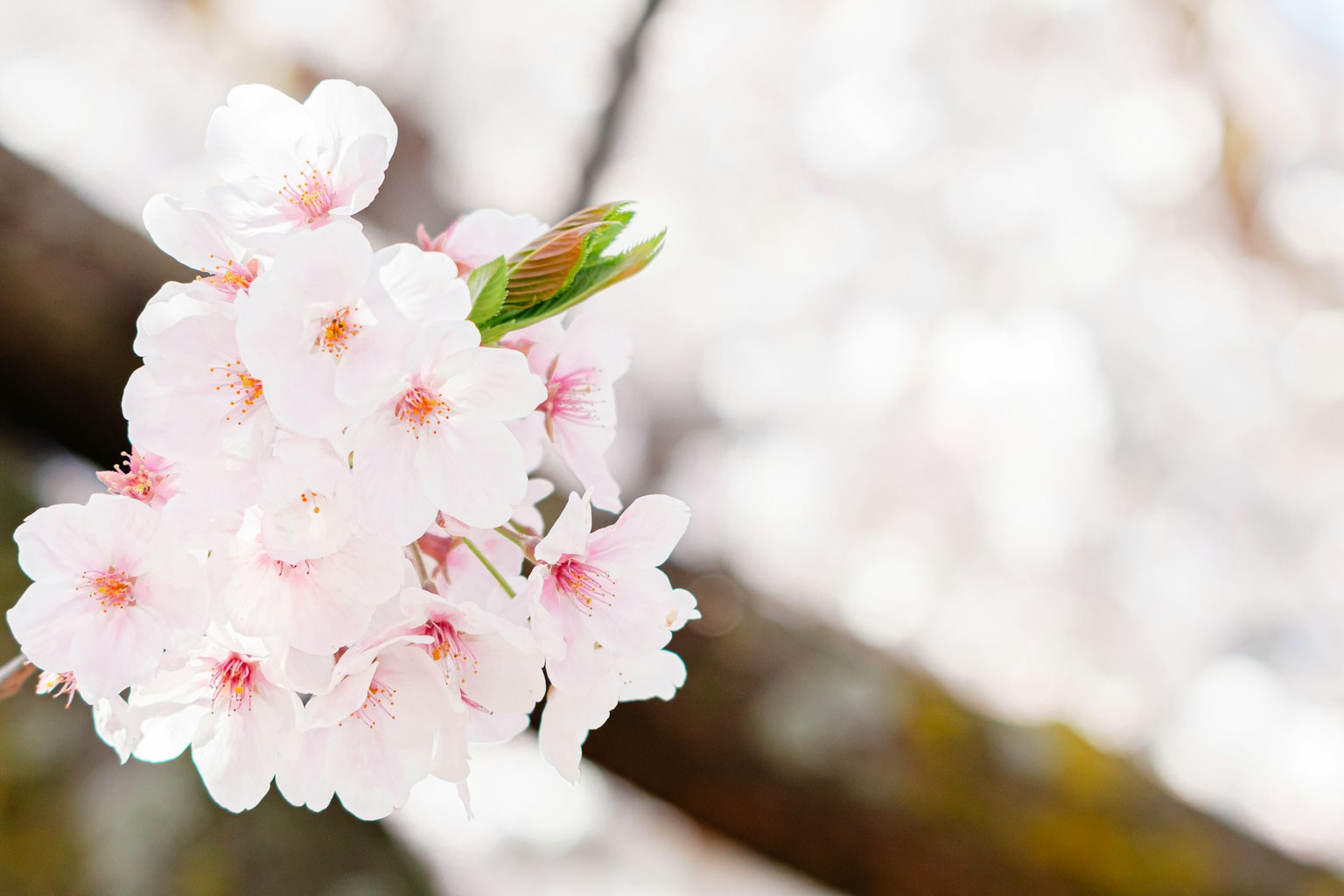Kedekatan bunga sakura yang indah mekar