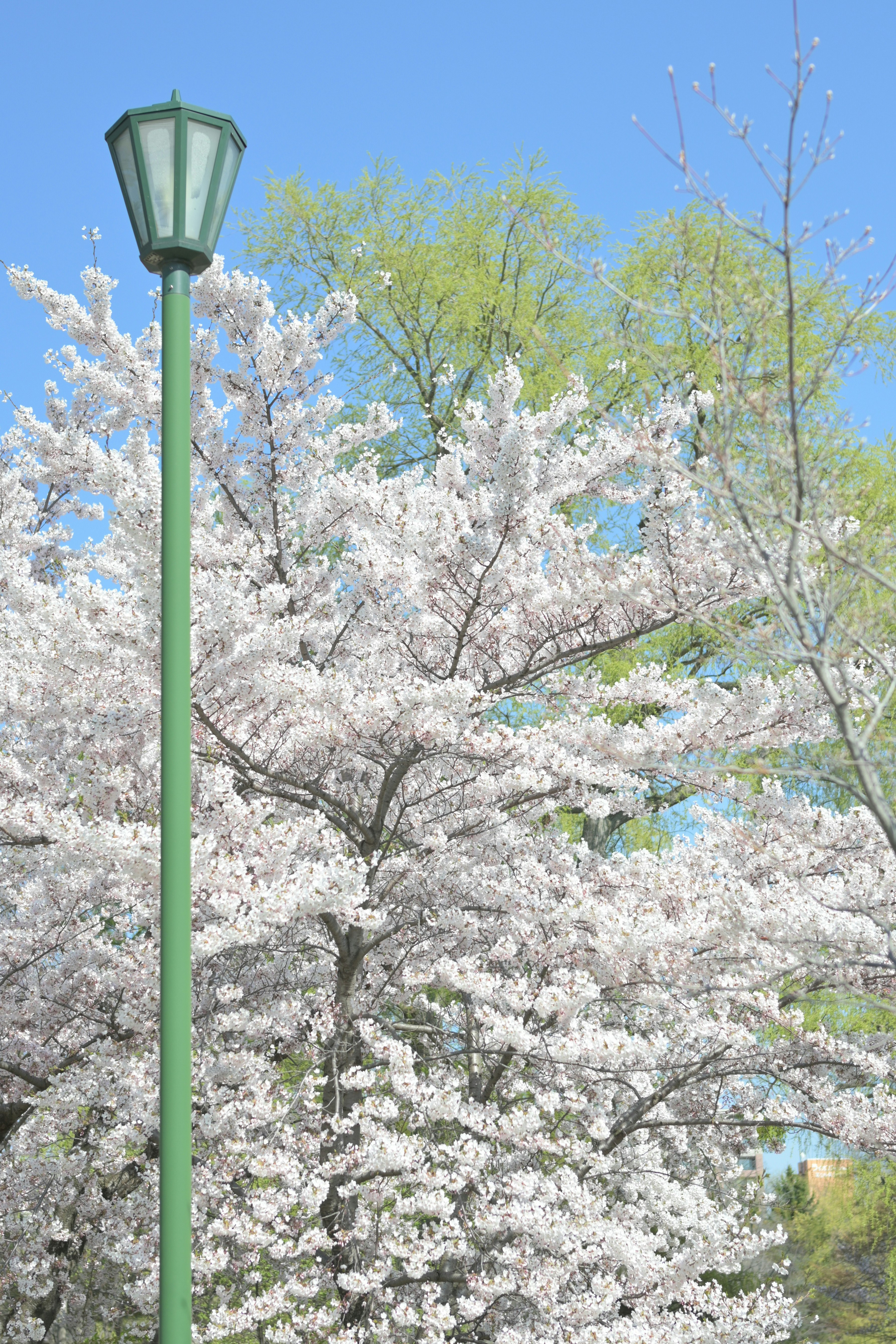 青空の下で咲き誇る桜の並木