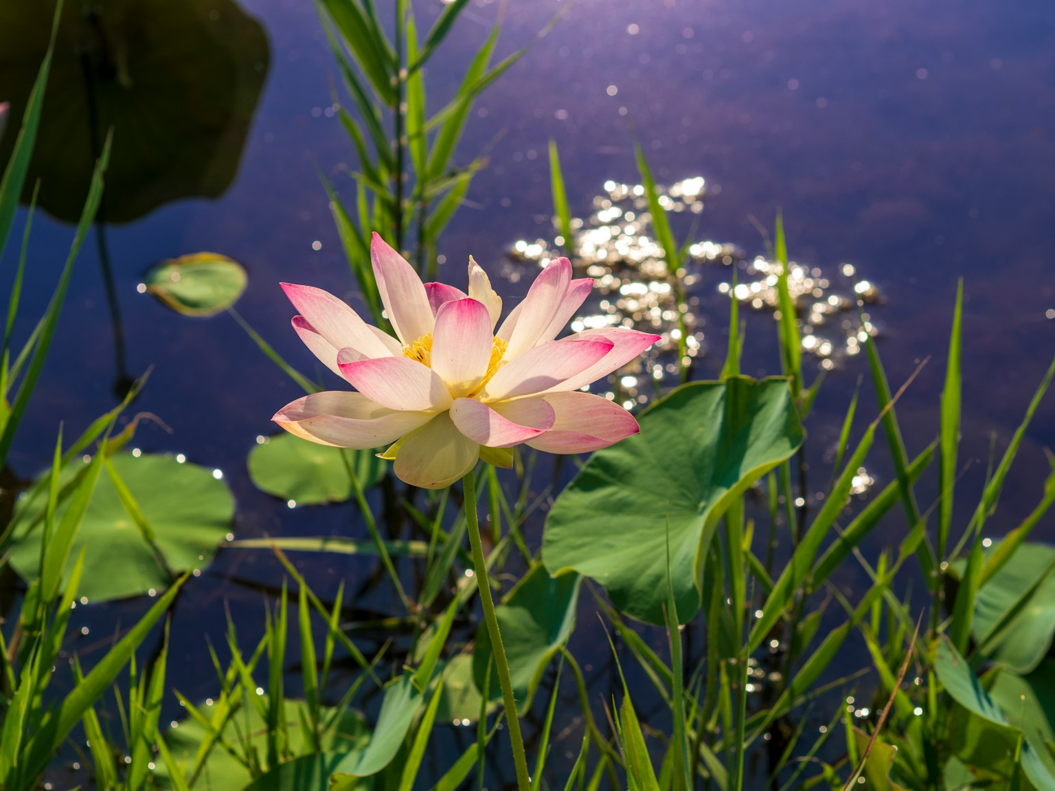 Beautiful lotus flower surrounded by green leaves reflecting on the water