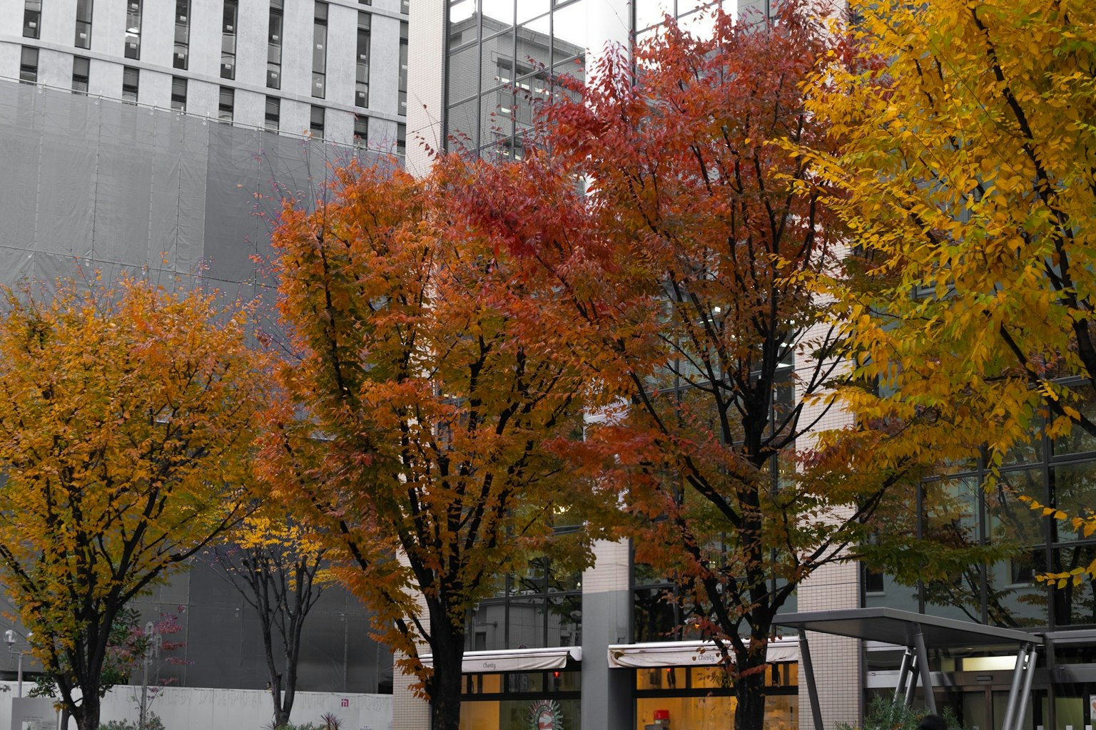 Scena urbana con alberi autunnali vibranti in tonalità di arancione e giallo