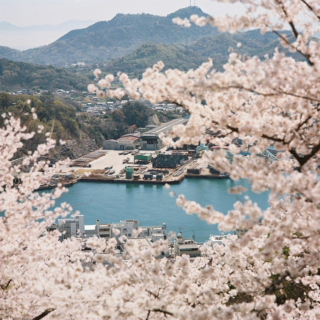 桜の花越しに湾と山並みが広がる港町の風景