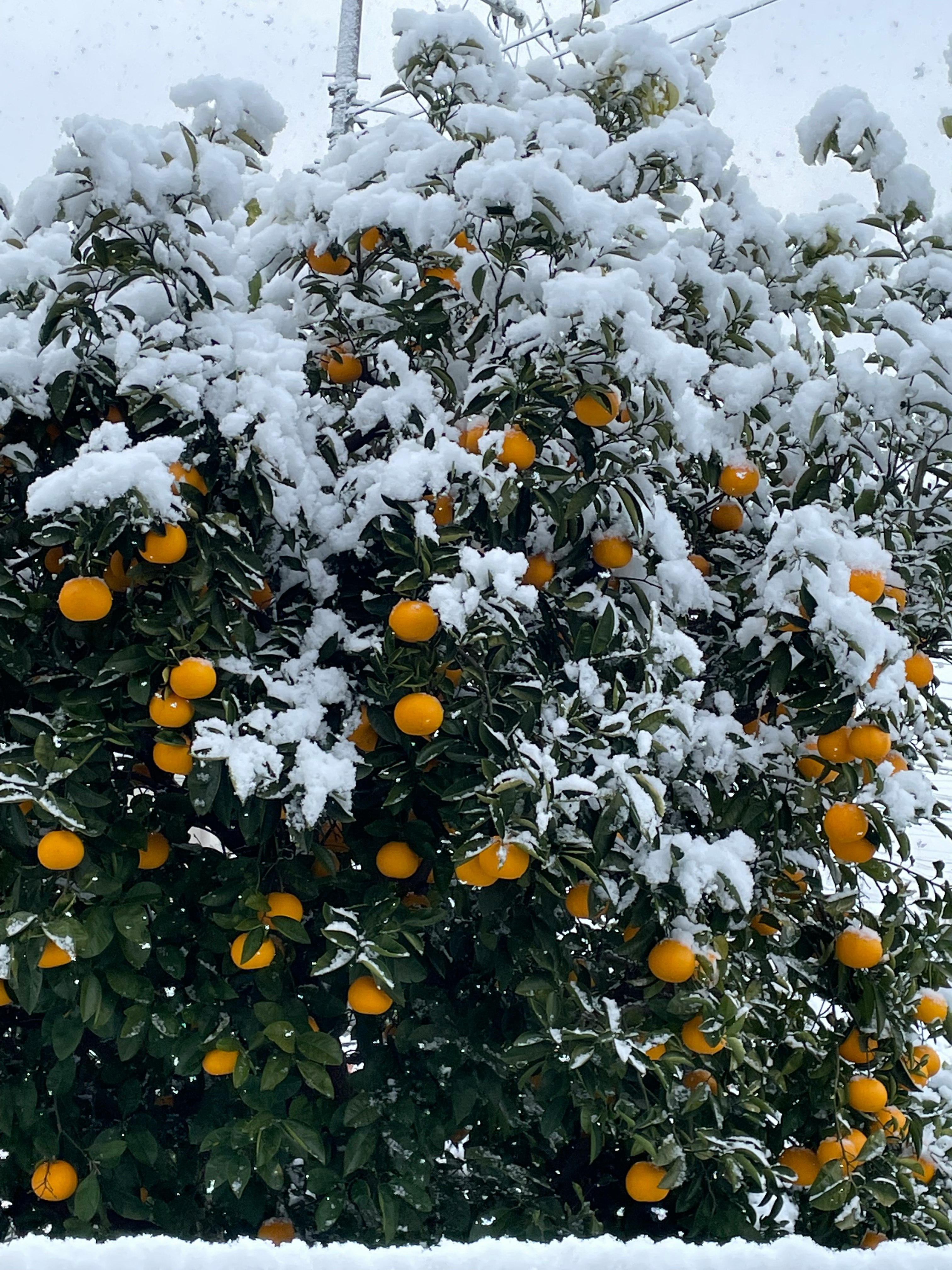 ramas cubiertas de nieve con frutos naranjas