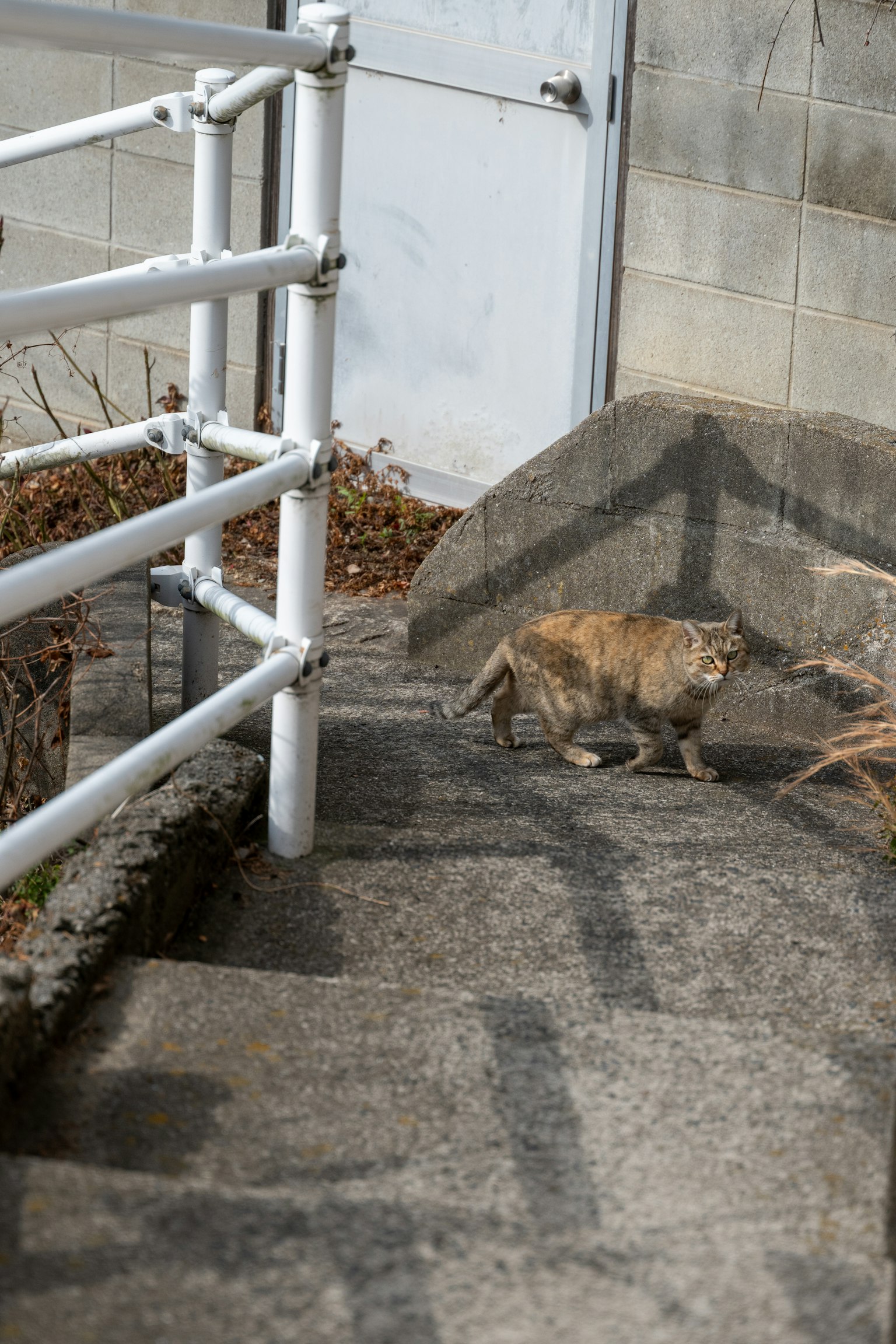 Eine Katze, die eine Steintreppe neben einem weißen Geländer hinuntergeht