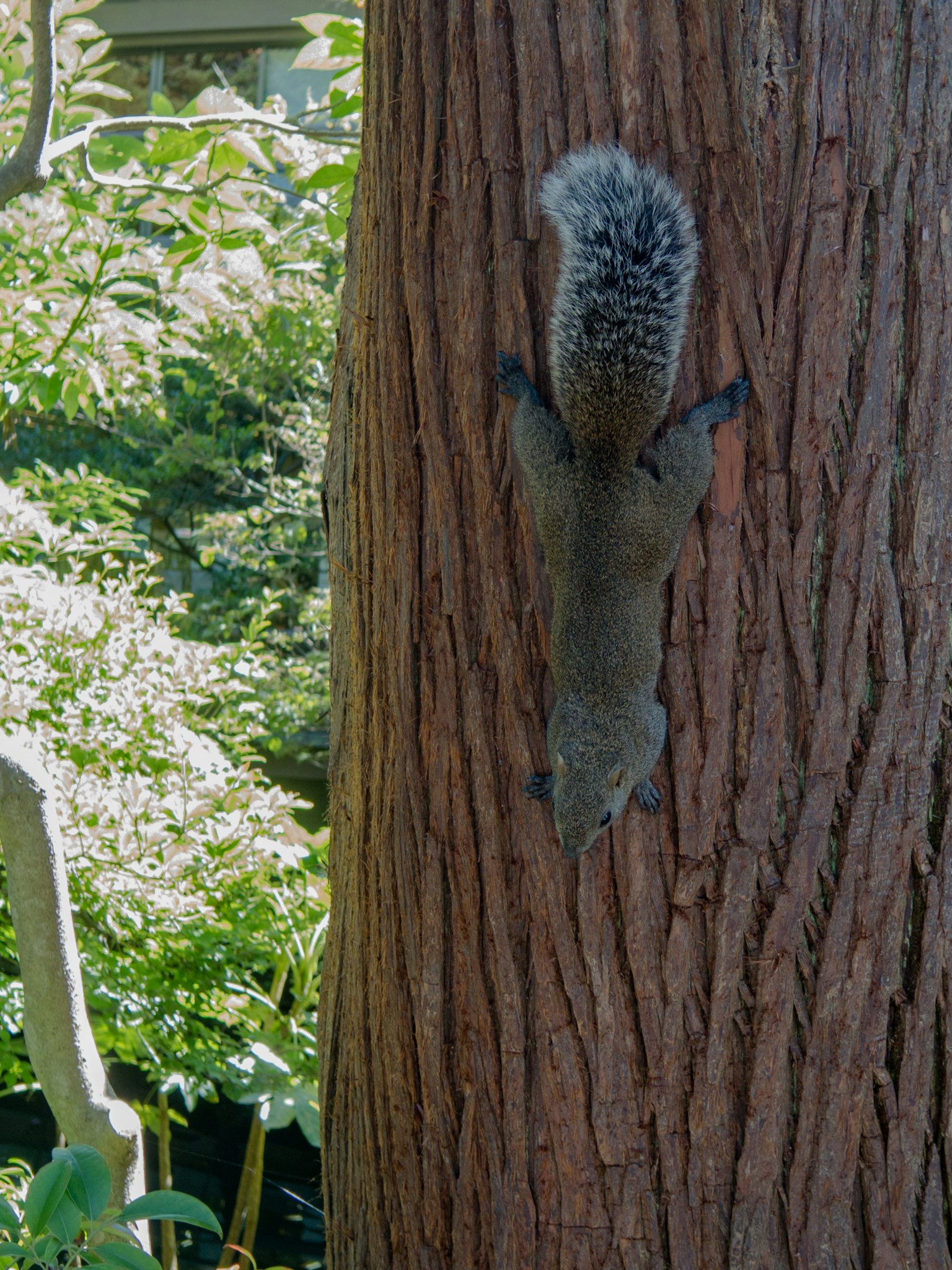 Squirrel memanjat batang pohon dengan latar belakang hijau yang cerah