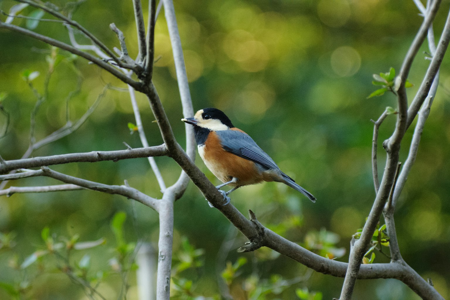 Bunter Vogel sitzt auf einem Ast umgeben von Grün