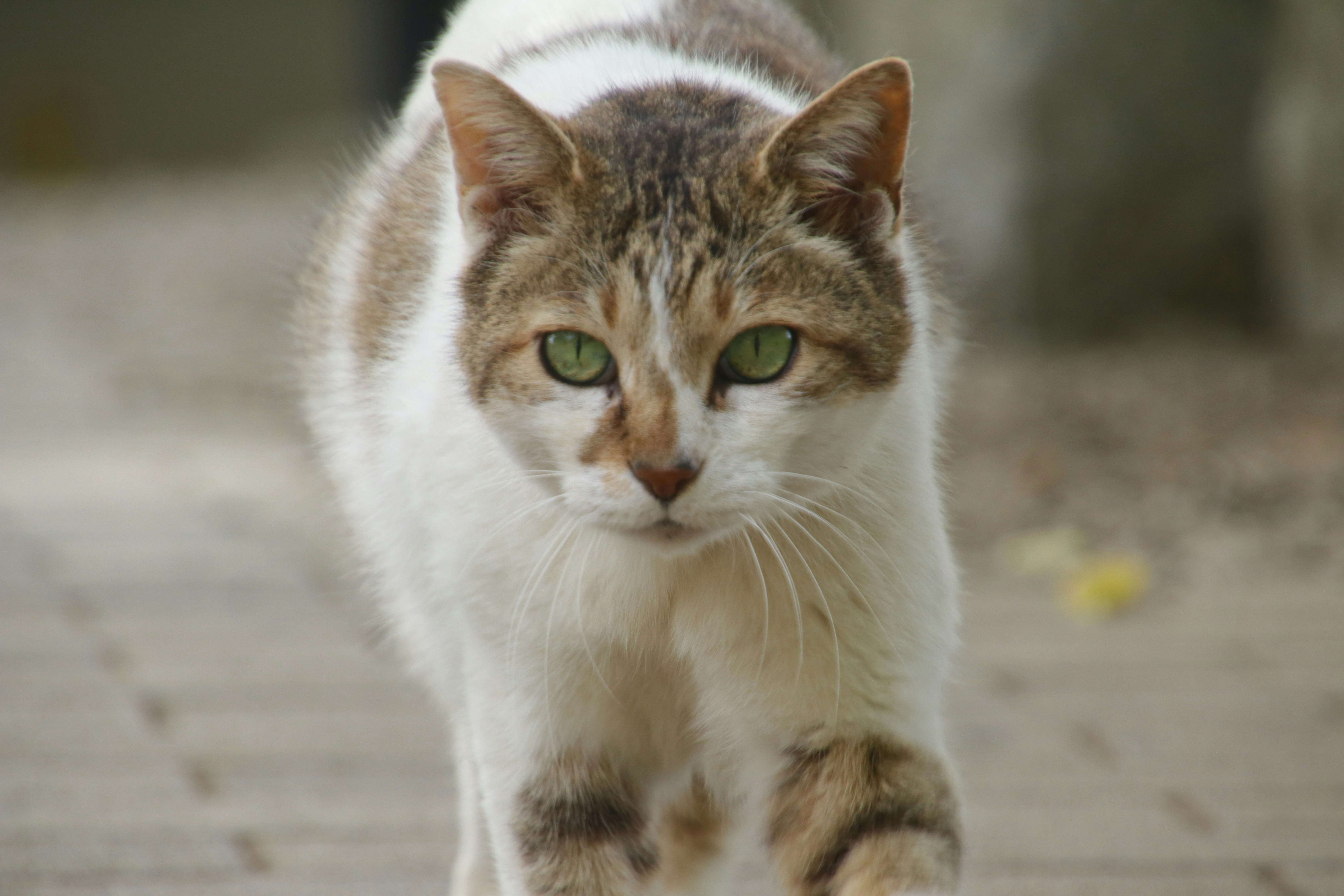 緑の目をした白茶の猫が路上を歩く
